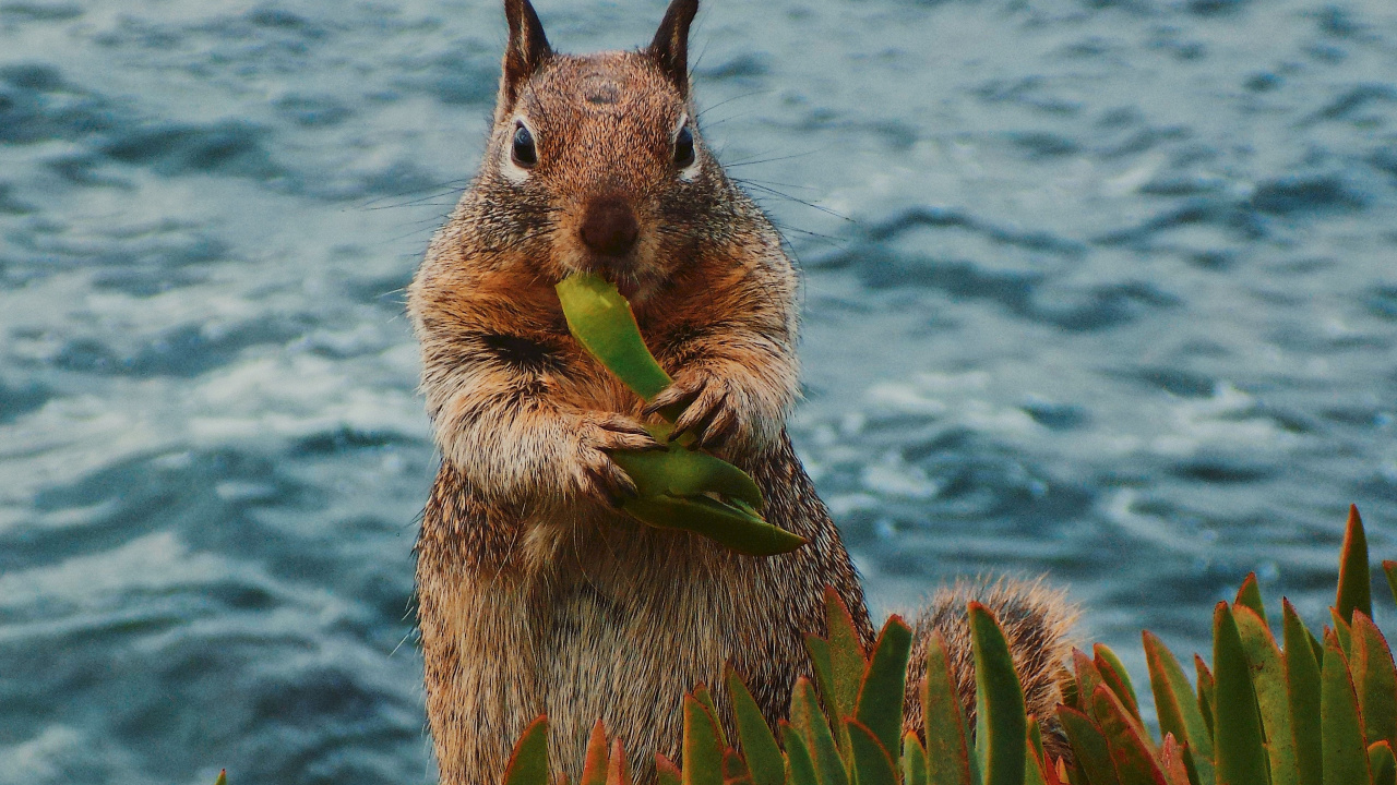 Brown Squirrel on Green Plant Near Body of Water During Daytime. Wallpaper in 1280x720 Resolution