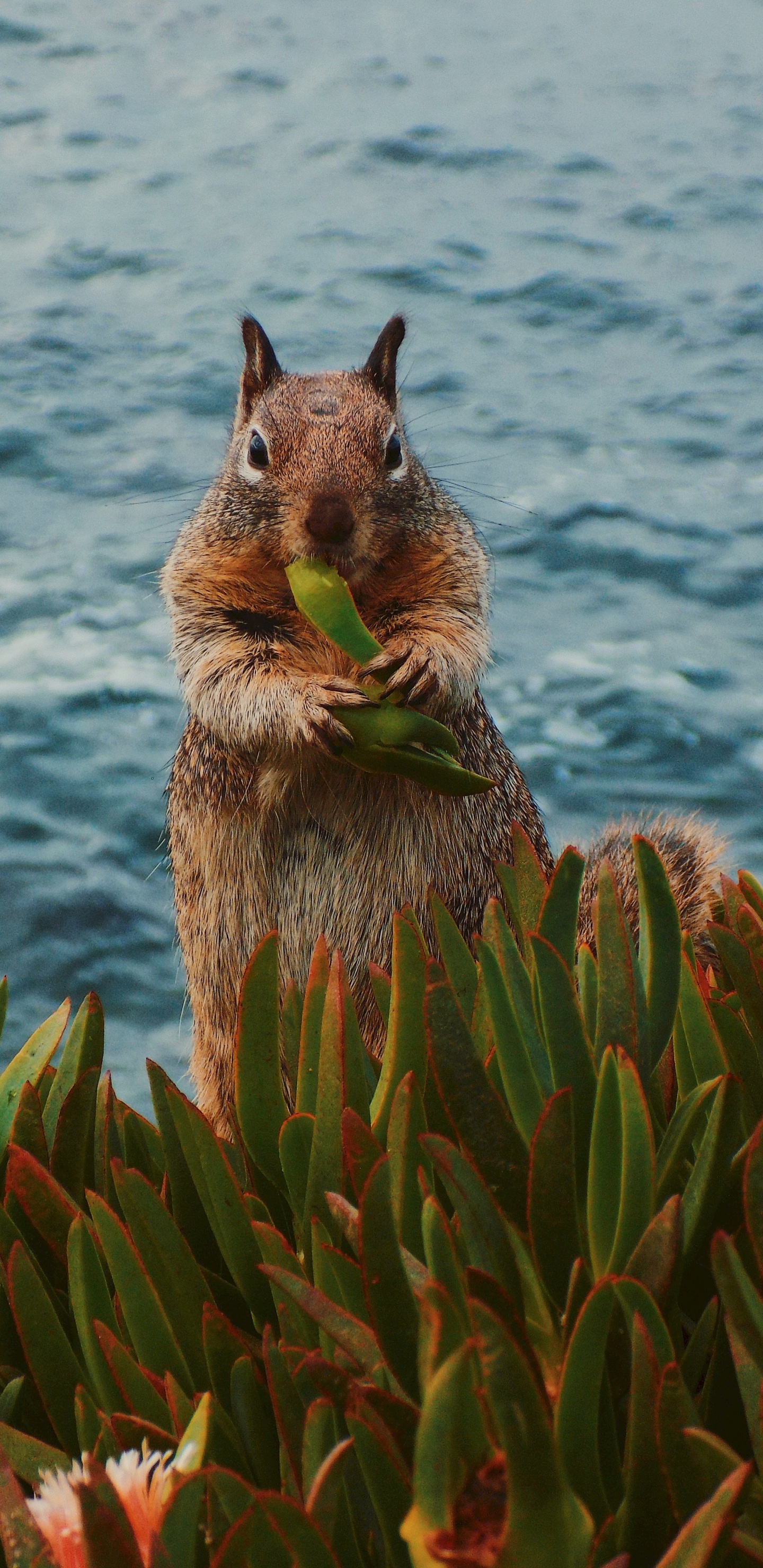 Brown Squirrel on Green Plant Near Body of Water During Daytime. Wallpaper in 1440x2960 Resolution