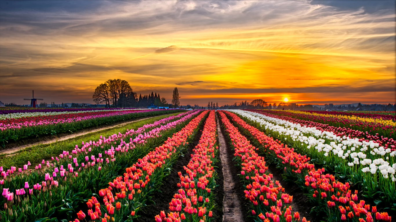 Champ de Fleurs Roses et Blanches au Coucher du Soleil. Wallpaper in 1366x768 Resolution