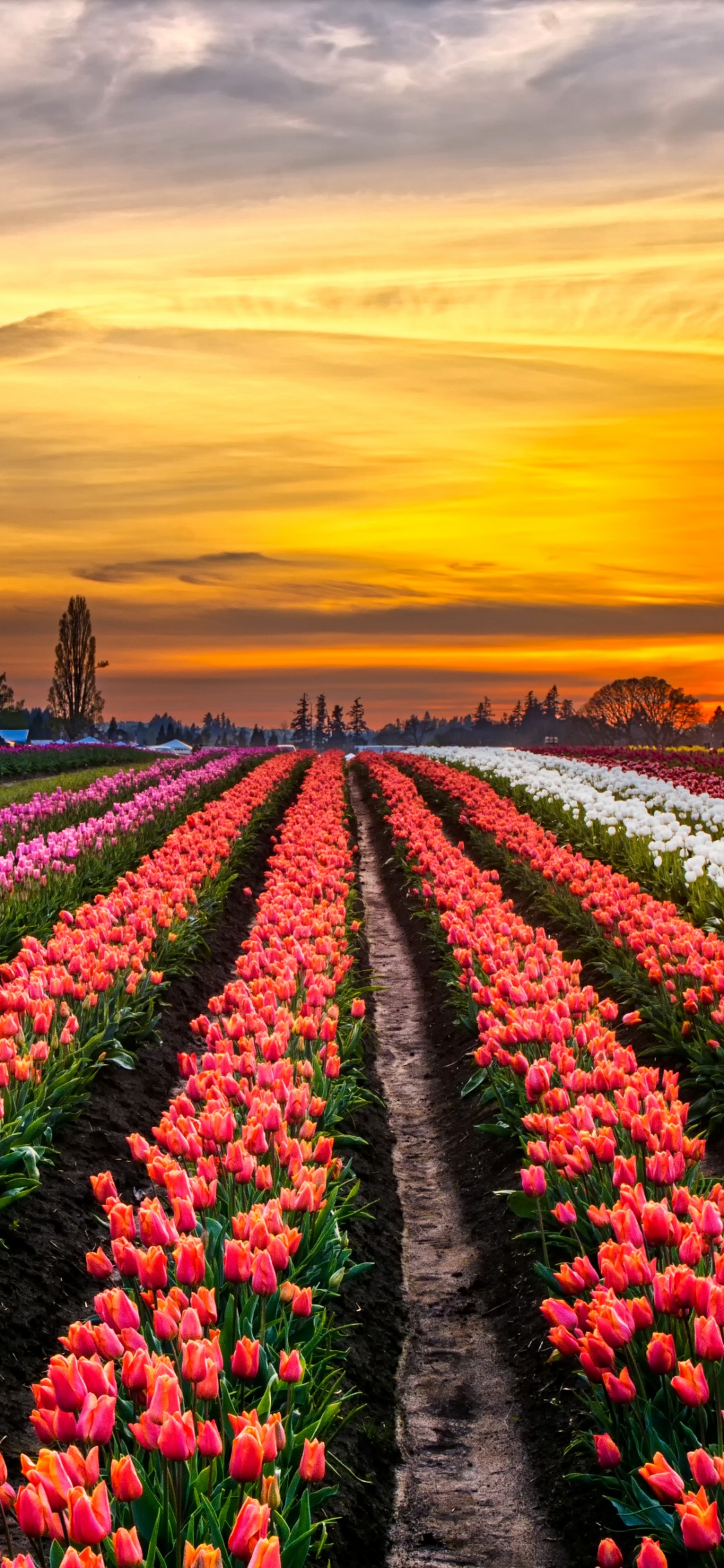 Pink and White Flower Field During Sunset. Wallpaper in 1125x2436 Resolution