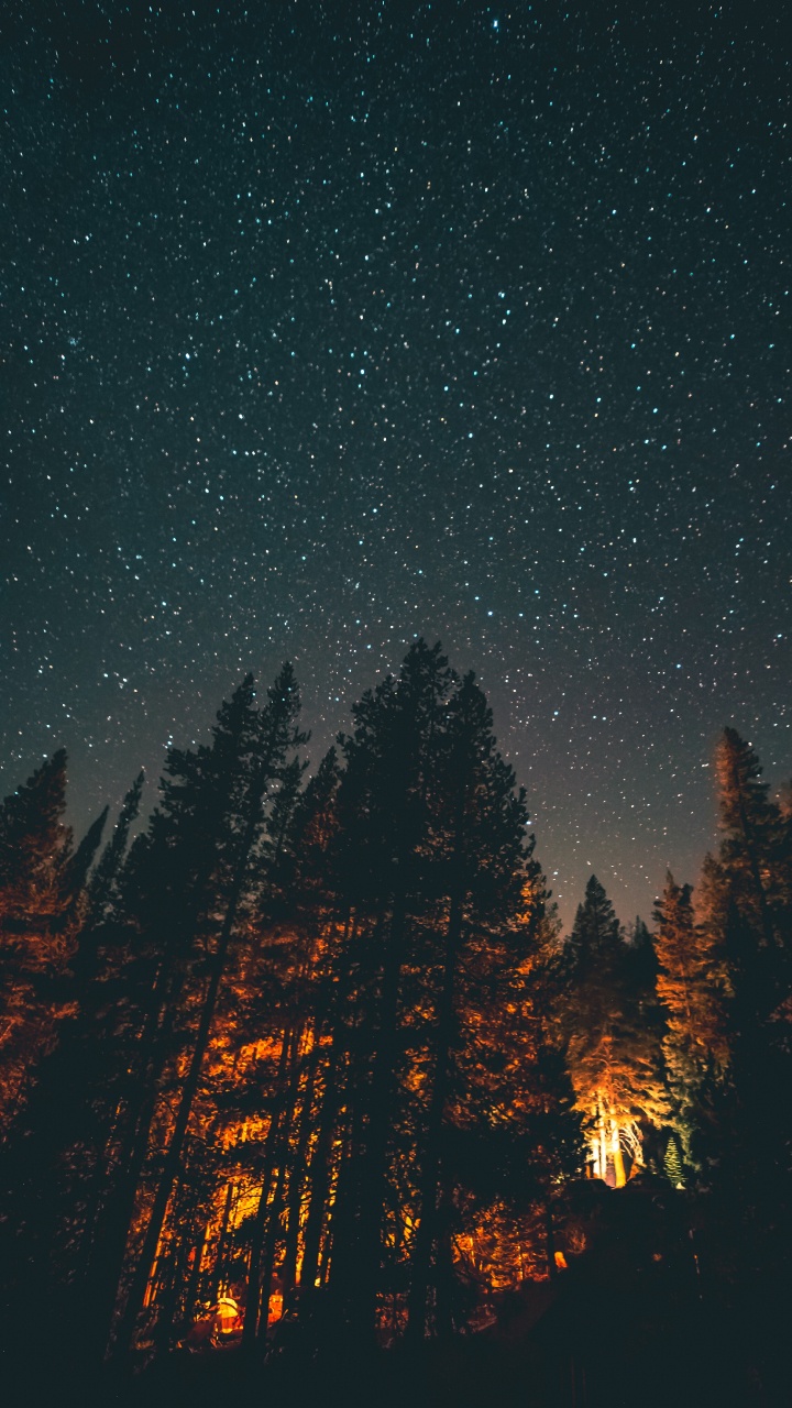 Arbres et Étoiles, Nuit, Lumière, Atmosphère, Paysage Naturel. Wallpaper in 720x1280 Resolution