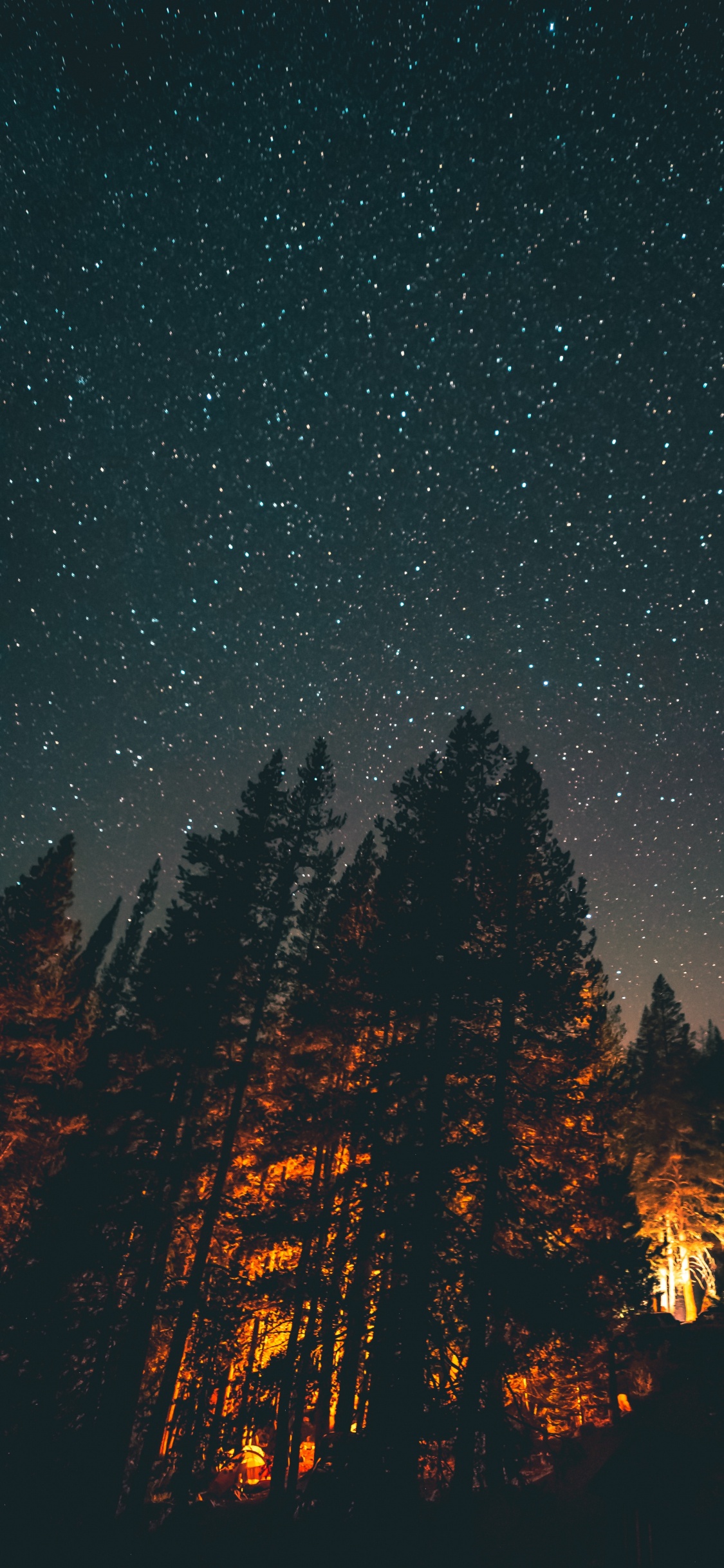 Trees and Stars, Tree, Night, Star, Light. Wallpaper in 1125x2436 Resolution