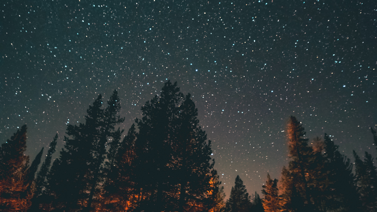 Trees and Stars, Tree, Night, Star, Light. Wallpaper in 1280x720 Resolution