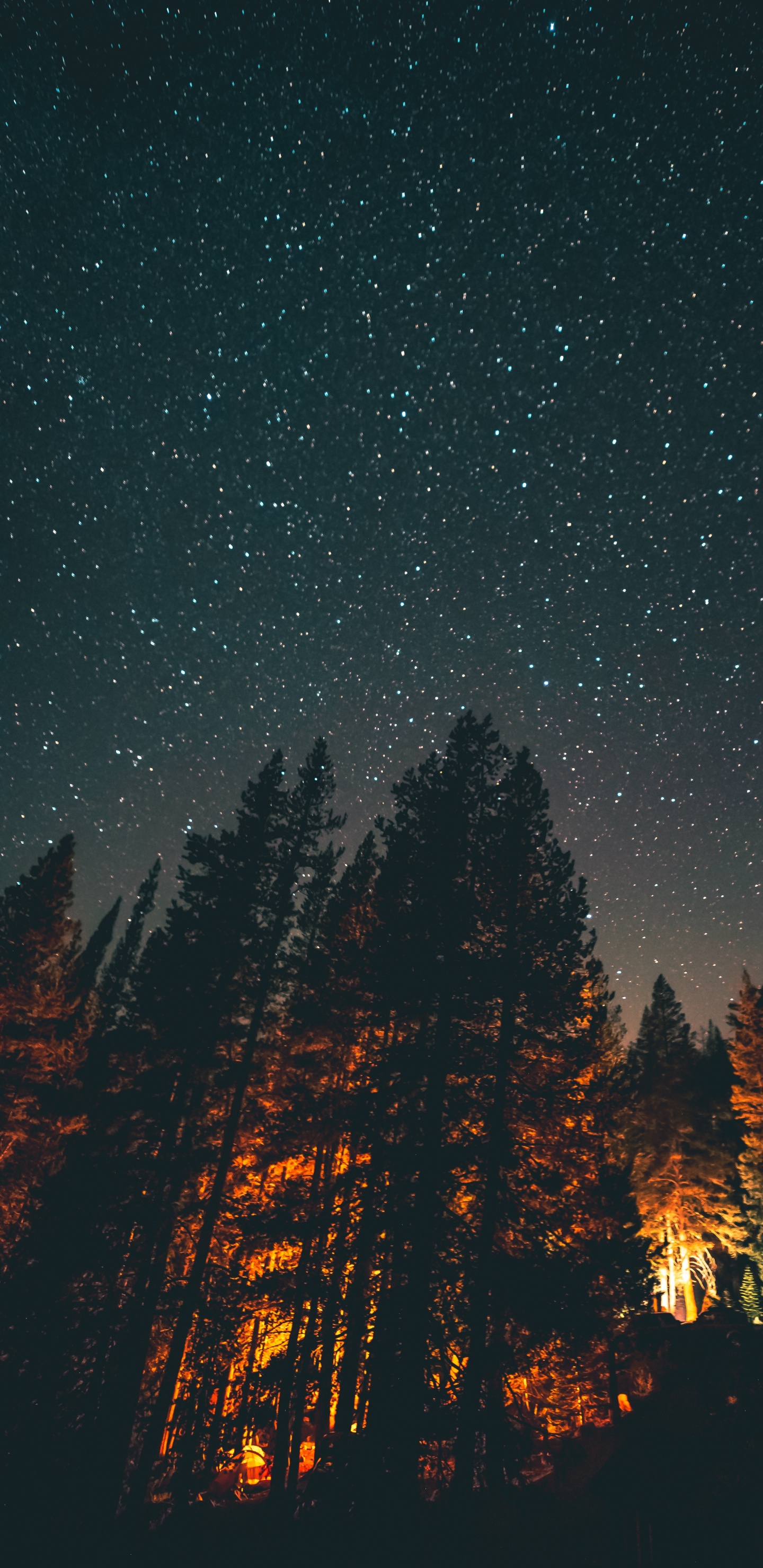 Trees and Stars, Tree, Night, Star, Light. Wallpaper in 1440x2960 Resolution