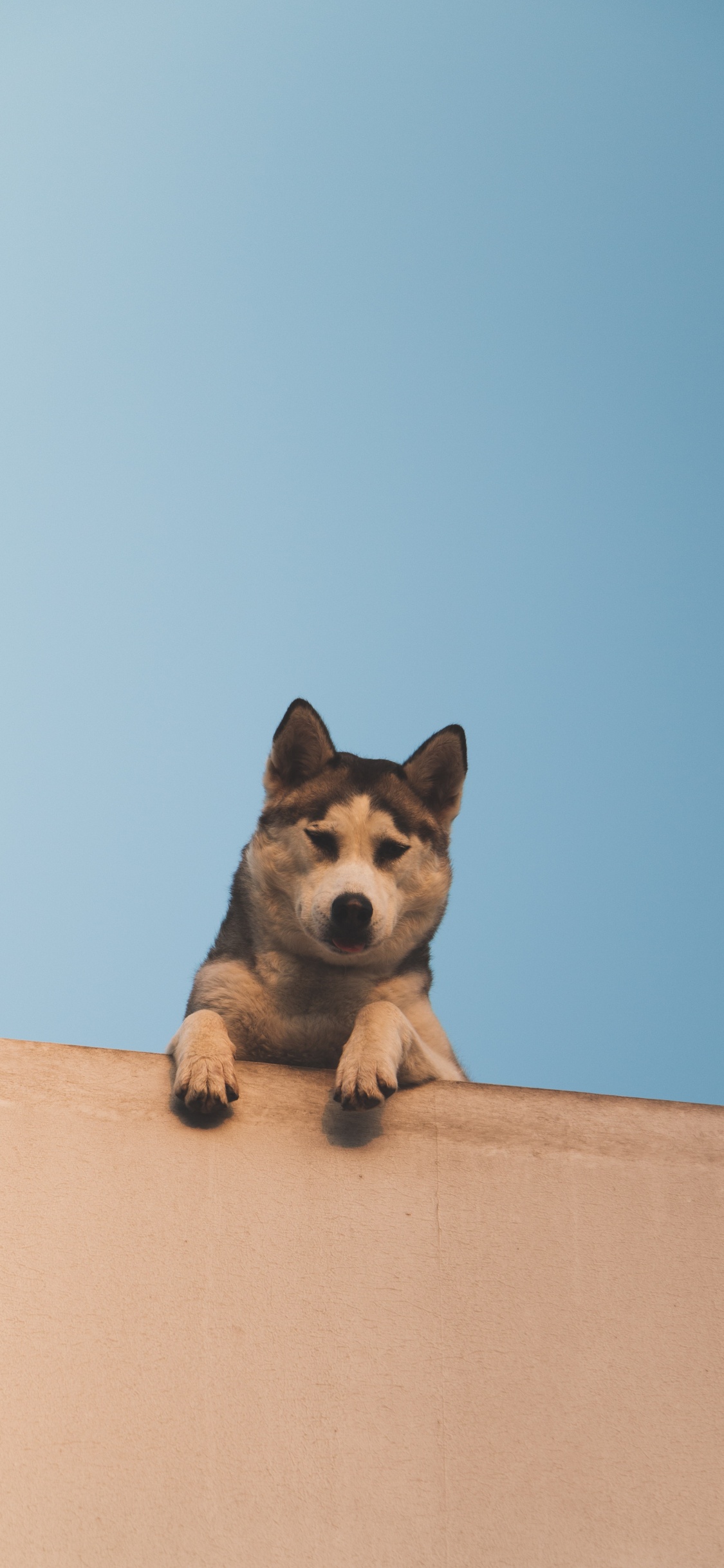 Chiot à Poil Court Marron et Blanc Sur Une Clôture en Bois Marron. Wallpaper in 1125x2436 Resolution