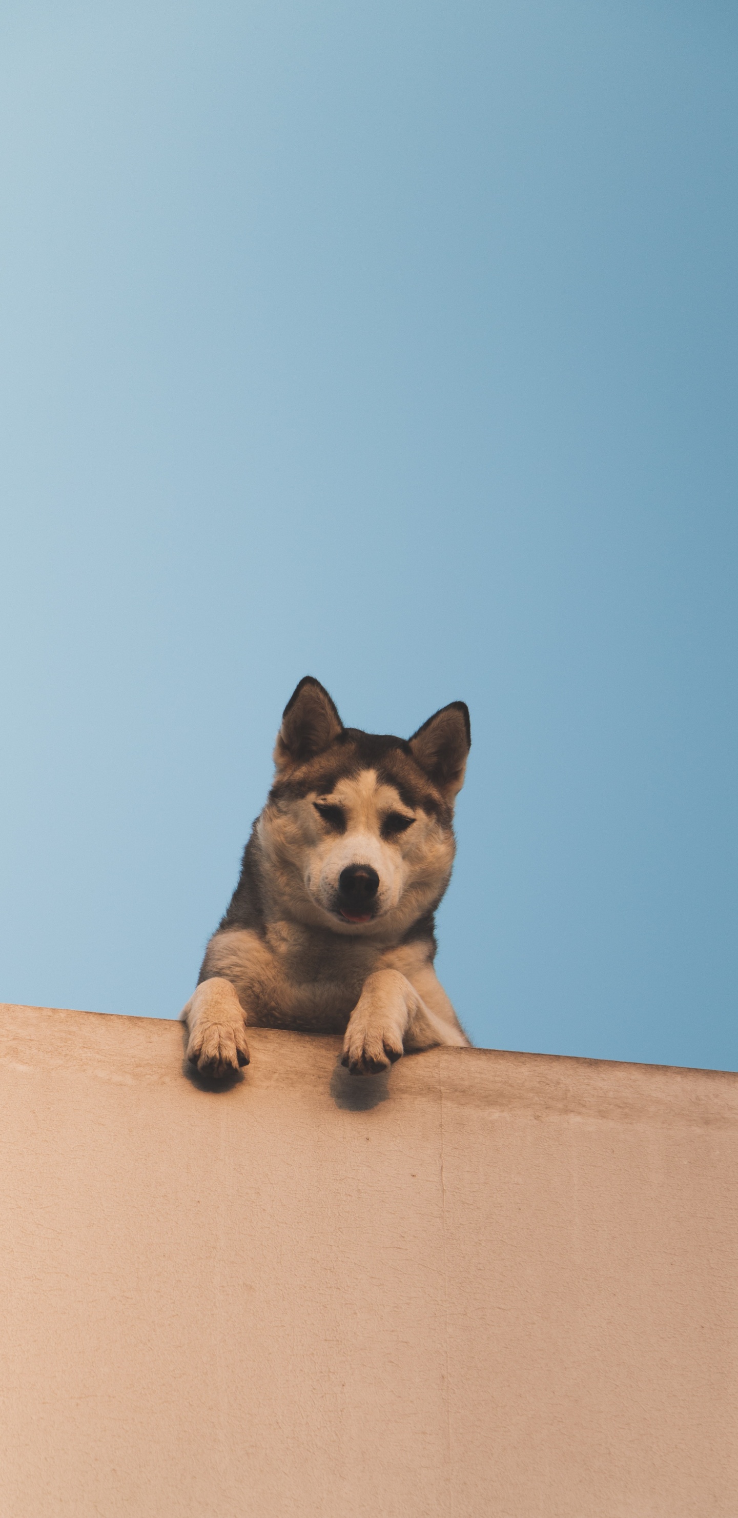 小狗, 赫斯基, 品种的狗, 彭布罗克威尔士柯基, 小鹿 壁纸 1440x2960 允许