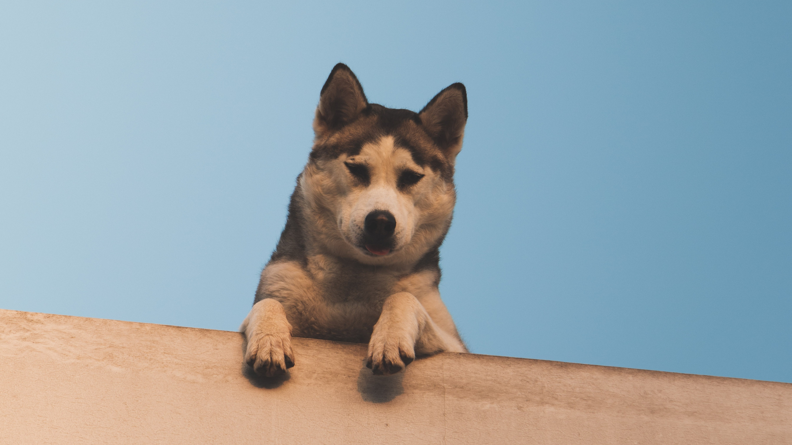 小狗, 赫斯基, 品种的狗, 彭布罗克威尔士柯基, 小鹿 壁纸 2560x1440 允许