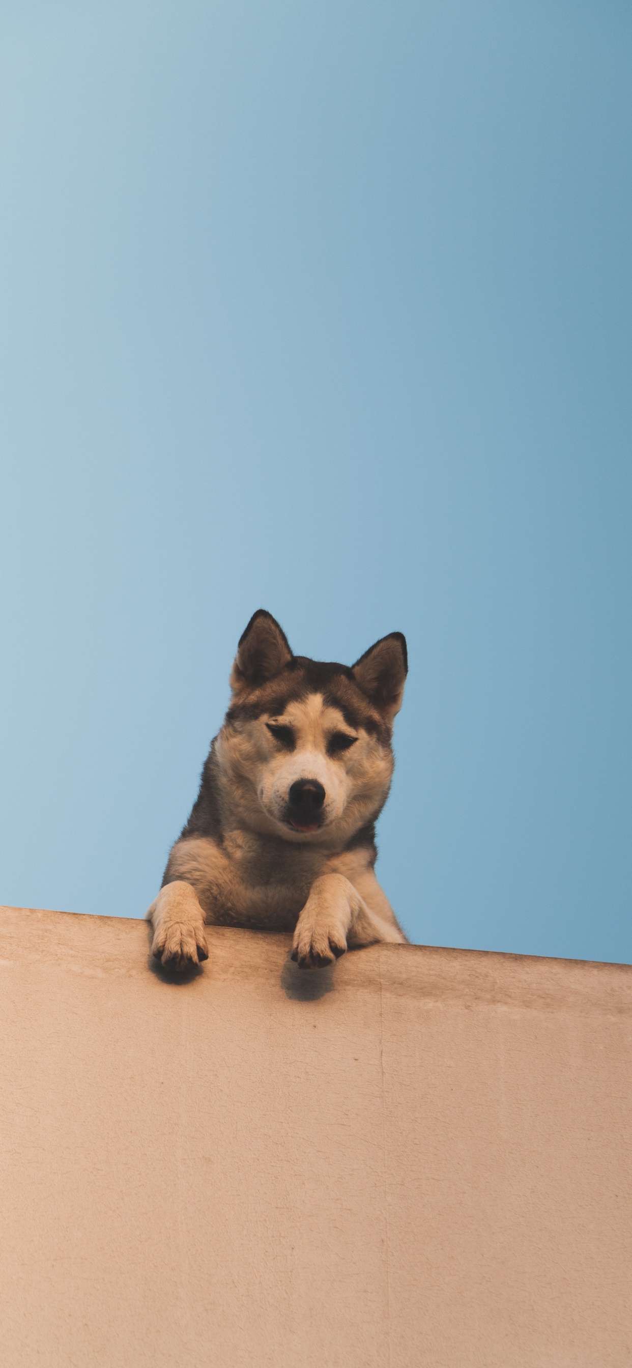 Brown and White Short Coated Puppy on Brown Wooden Fence. Wallpaper in 1242x2688 Resolution