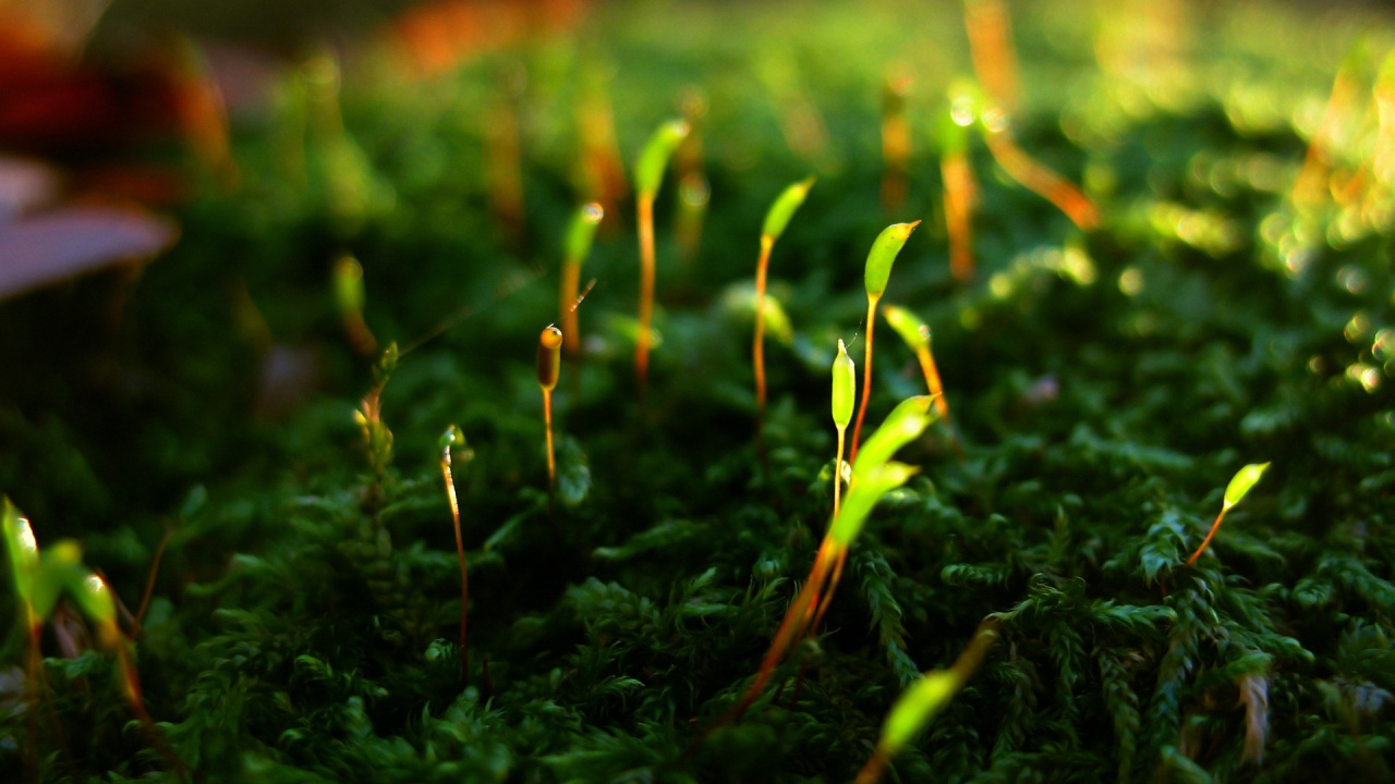Herbe Verte Avec Des Gouttelettes D'eau. Wallpaper in 1280x720 Resolution