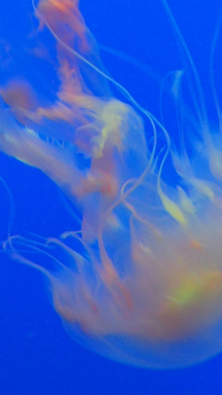 Medusas Blancas y Marrones en Agua Azul. Wallpaper in 720x1280 Resolution