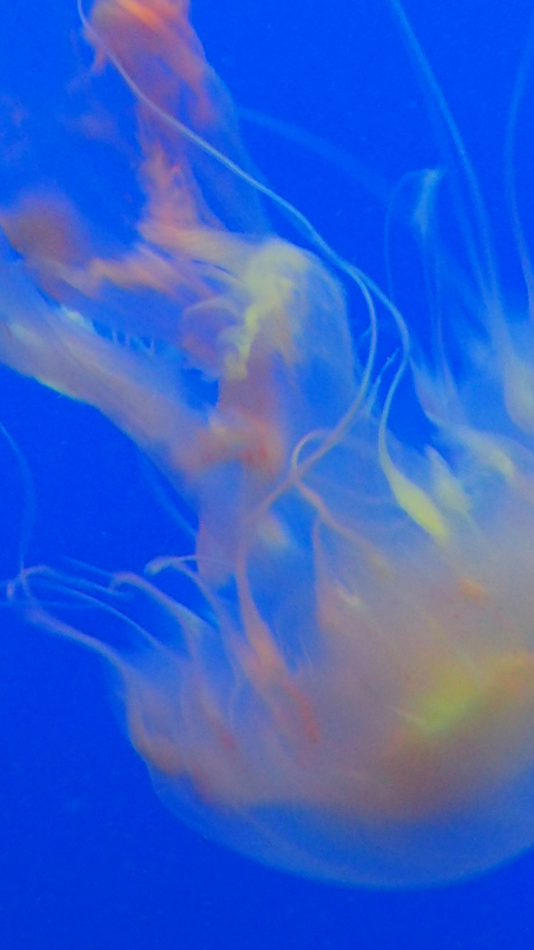 White and Brown Jellyfish in Blue Water. Wallpaper in 750x1334 Resolution