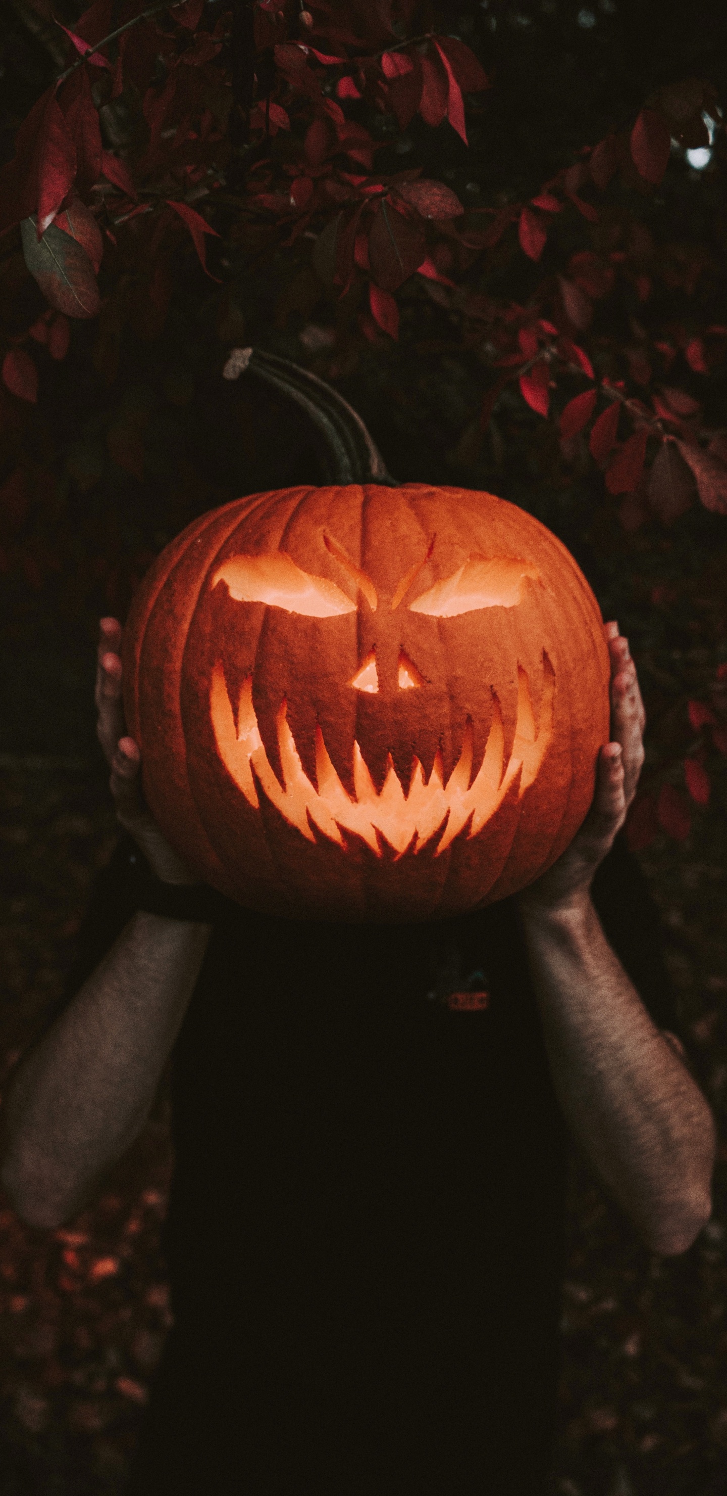 Jack o Lantern Con Luz. Wallpaper in 1440x2960 Resolution