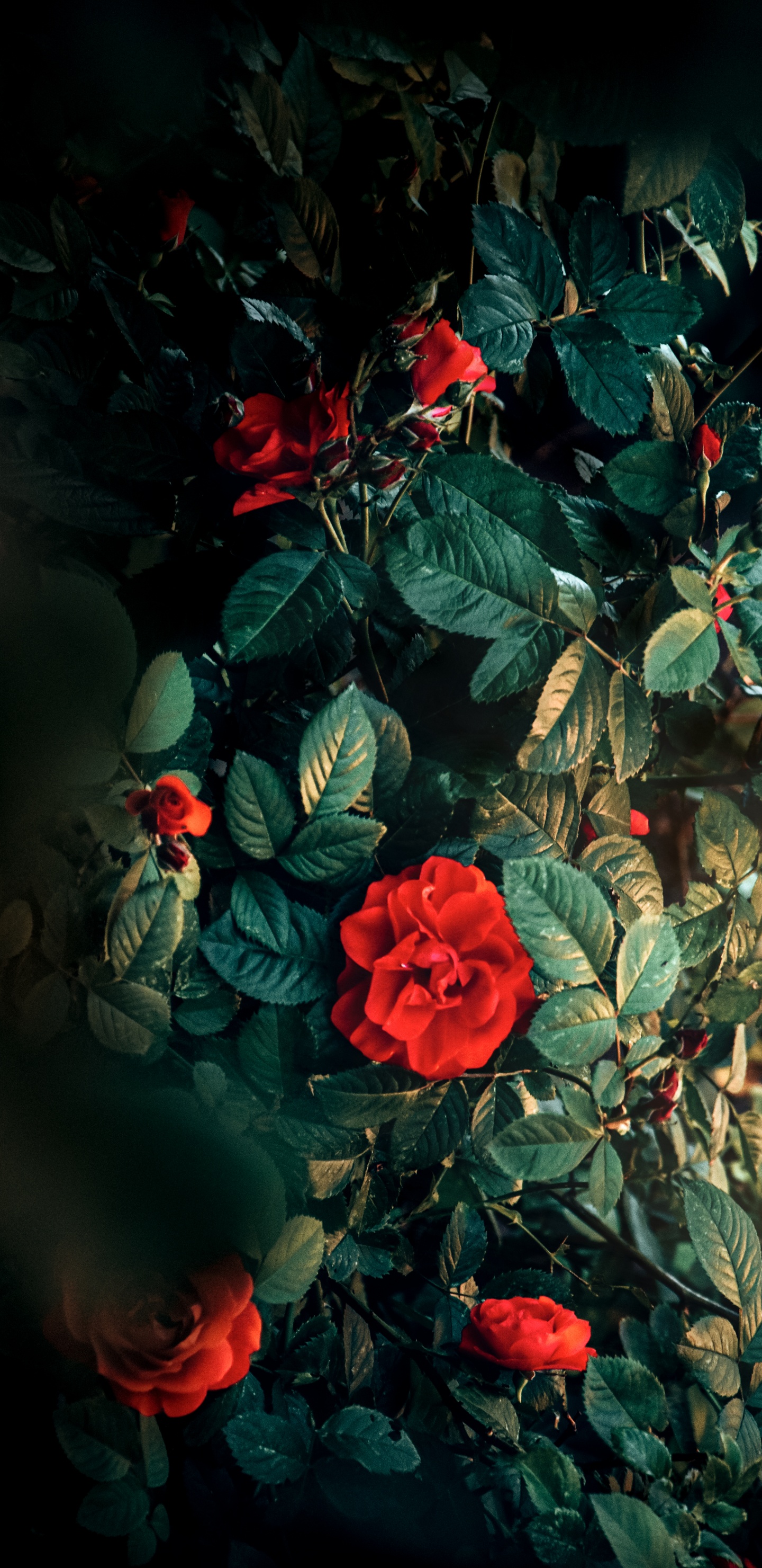 Flora, Wisgoon - Social Network, Flower, Plant, Petal. Wallpaper in 1440x2960 Resolution