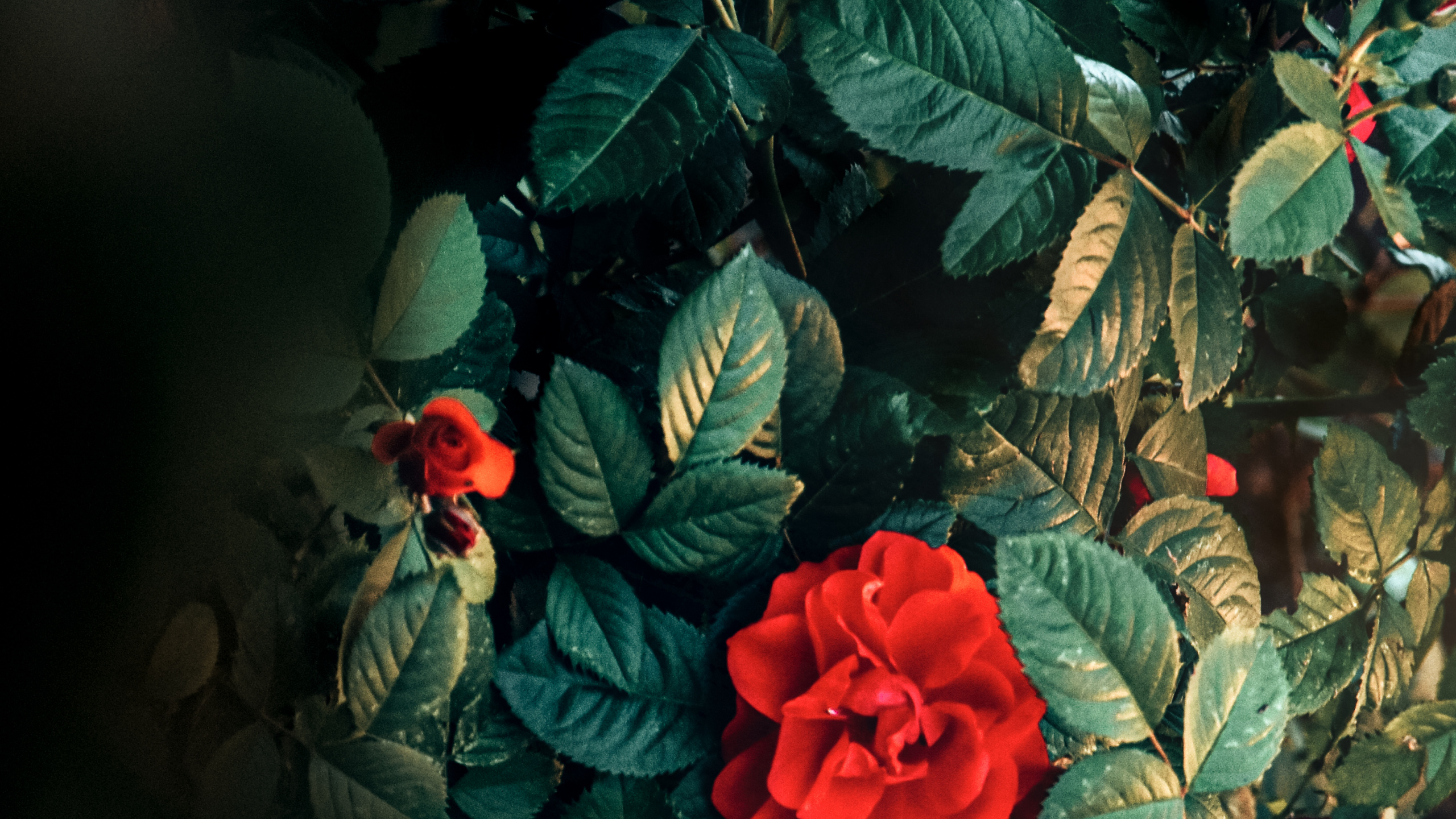 Flora, Wisgoon - Social Network, Flower, Plant, Petal. Wallpaper in 2560x1440 Resolution