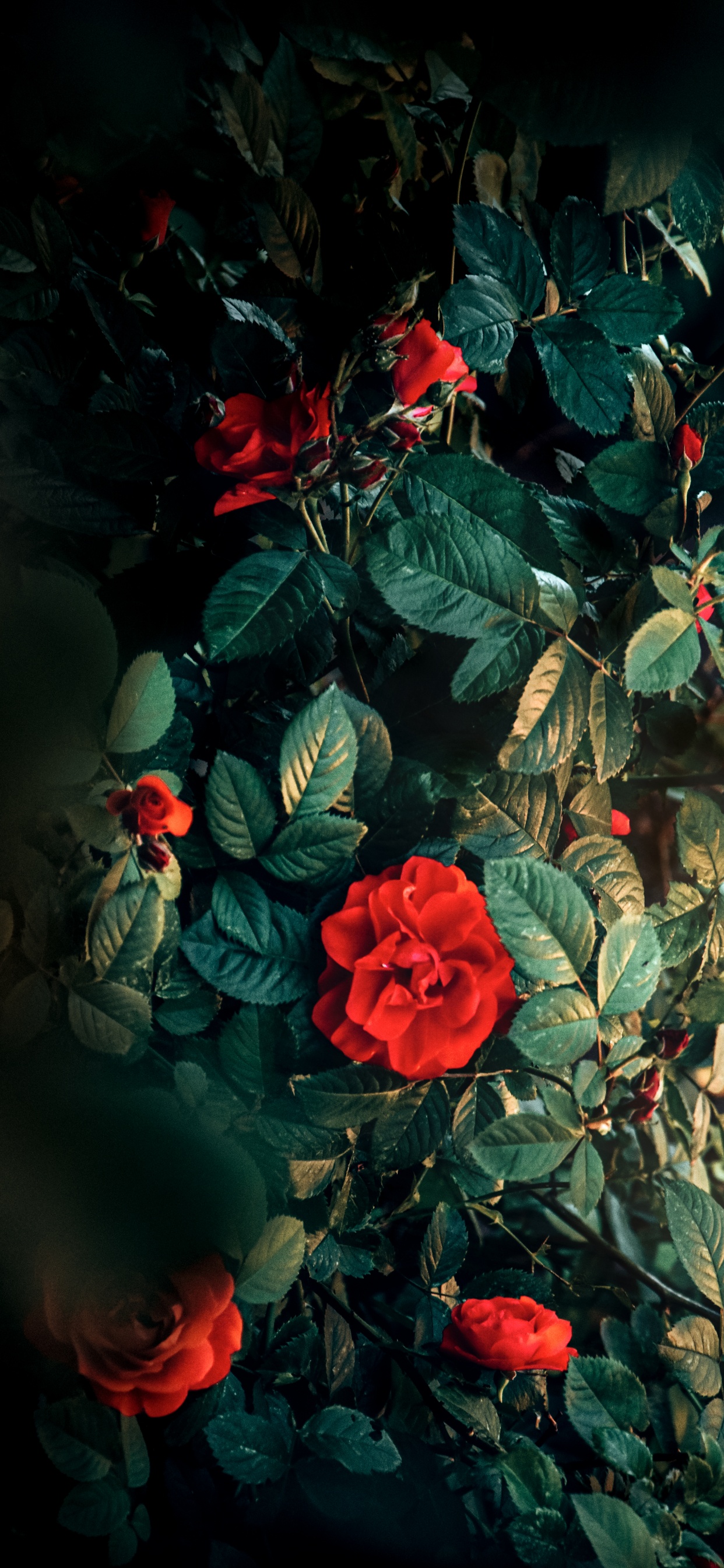 Flore, Wisgoon - Réseau Social, Pétale, Botanique, Red. Wallpaper in 1242x2688 Resolution