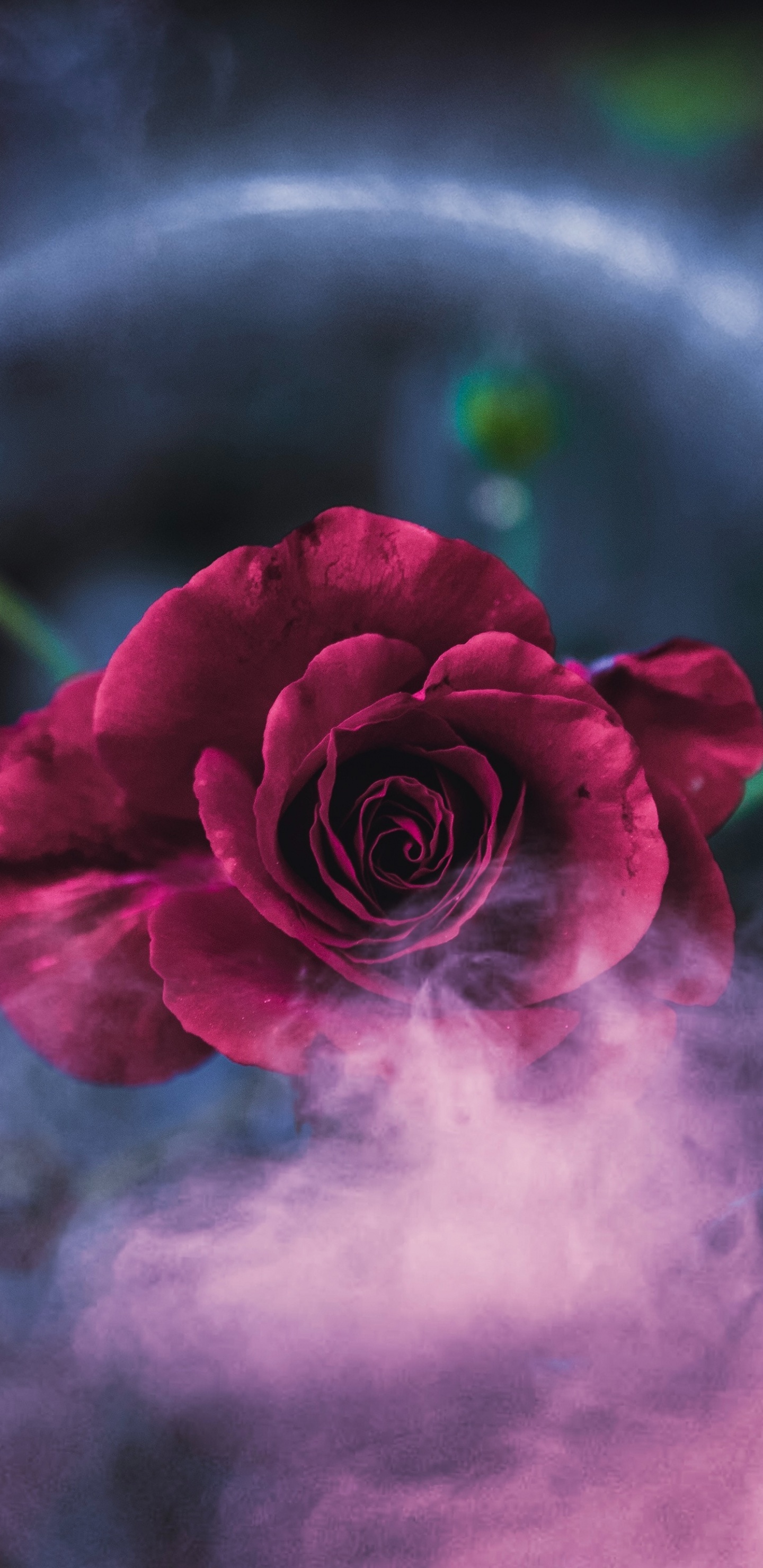 Rosa Rosa en Plato Redondo Verde y Blanco. Wallpaper in 1440x2960 Resolution