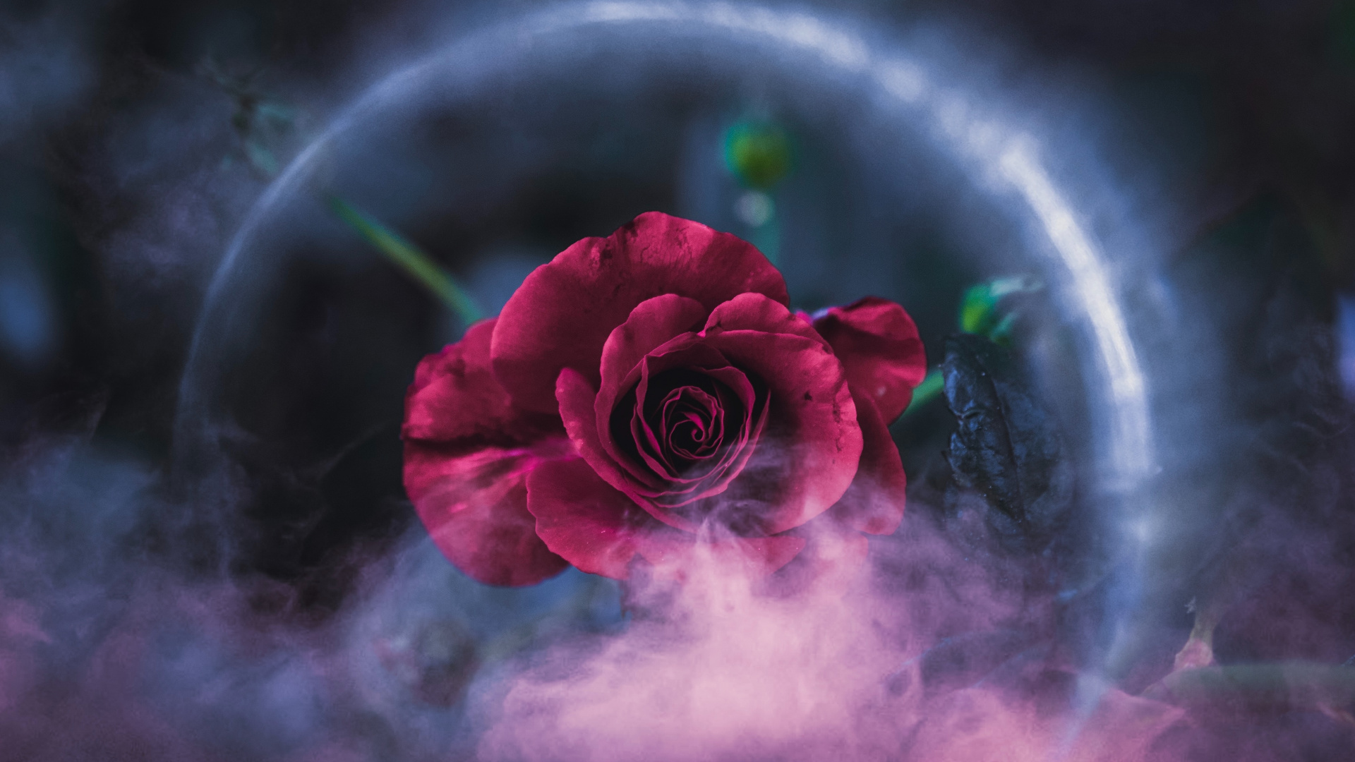 Rose Rose Dans Une Assiette Ronde Verte et Blanche. Wallpaper in 1920x1080 Resolution