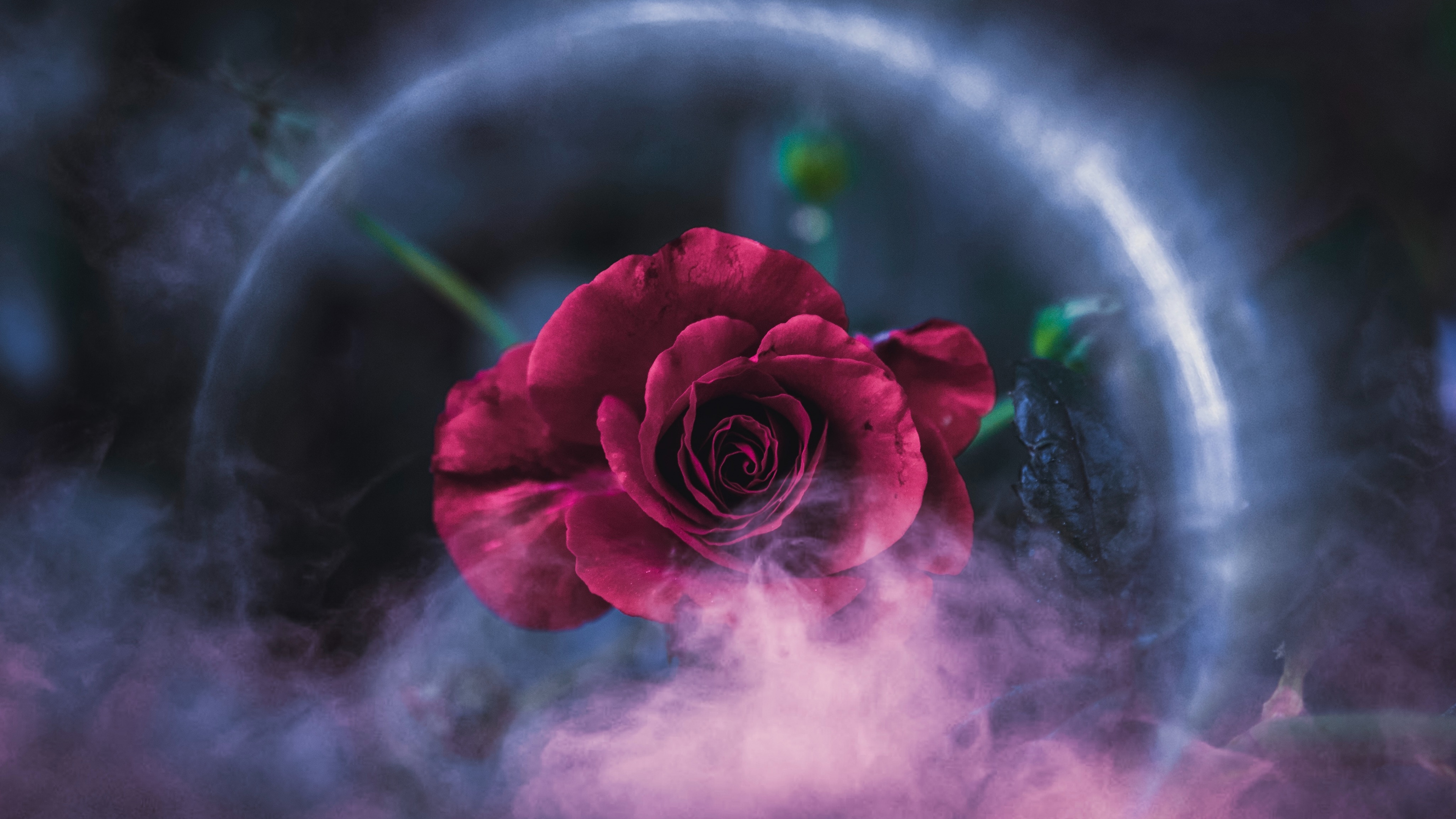 Rose Rose Dans Une Assiette Ronde Verte et Blanche. Wallpaper in 3840x2160 Resolution