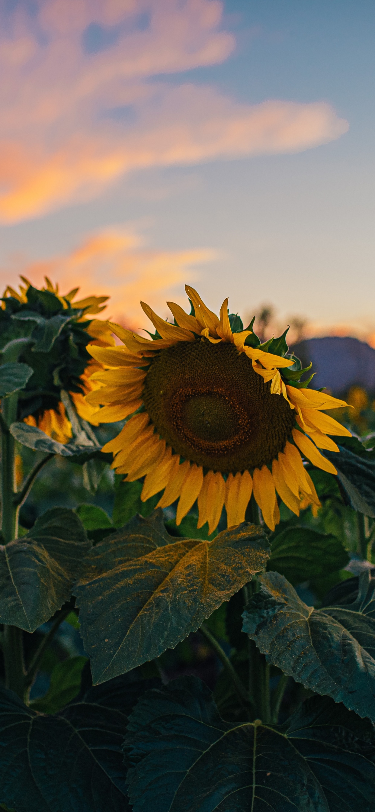 Commune de Tournesol, Pétale, Agriculture, la Floraison de la Plante, Plante Annuelle. Wallpaper in 1242x2688 Resolution