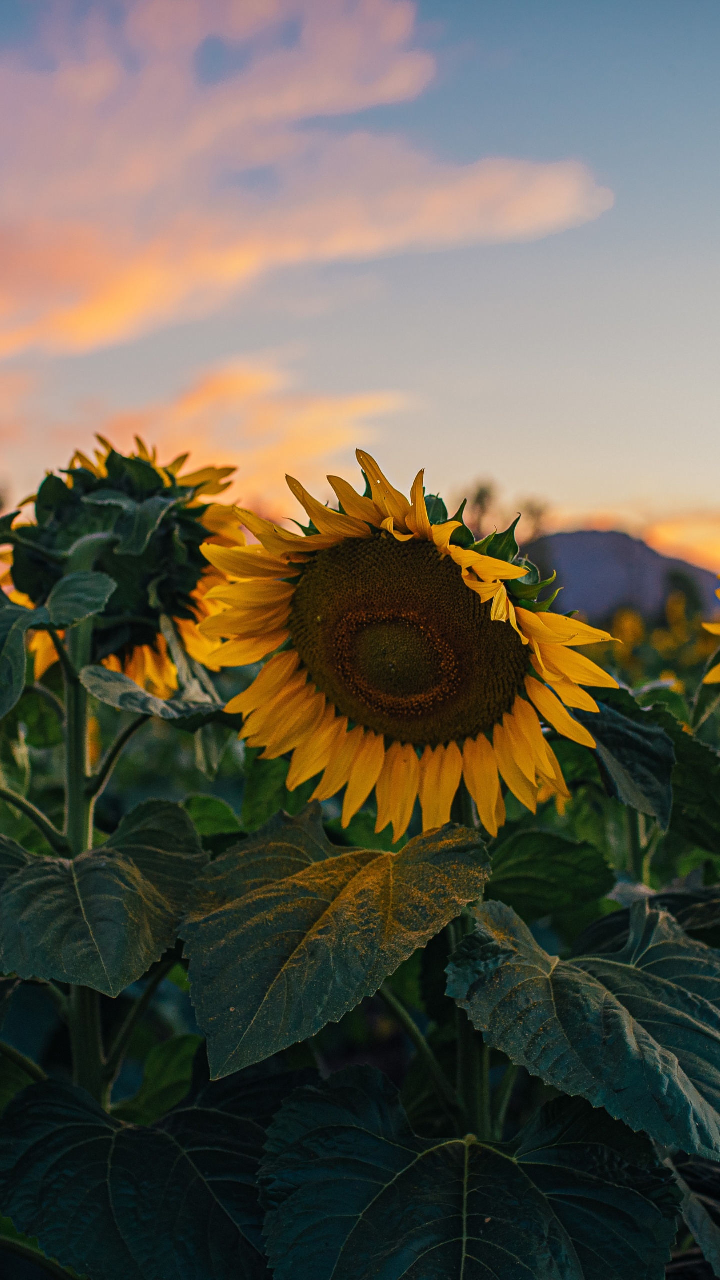Commune de Tournesol, Pétale, Agriculture, la Floraison de la Plante, Plante Annuelle. Wallpaper in 1440x2560 Resolution