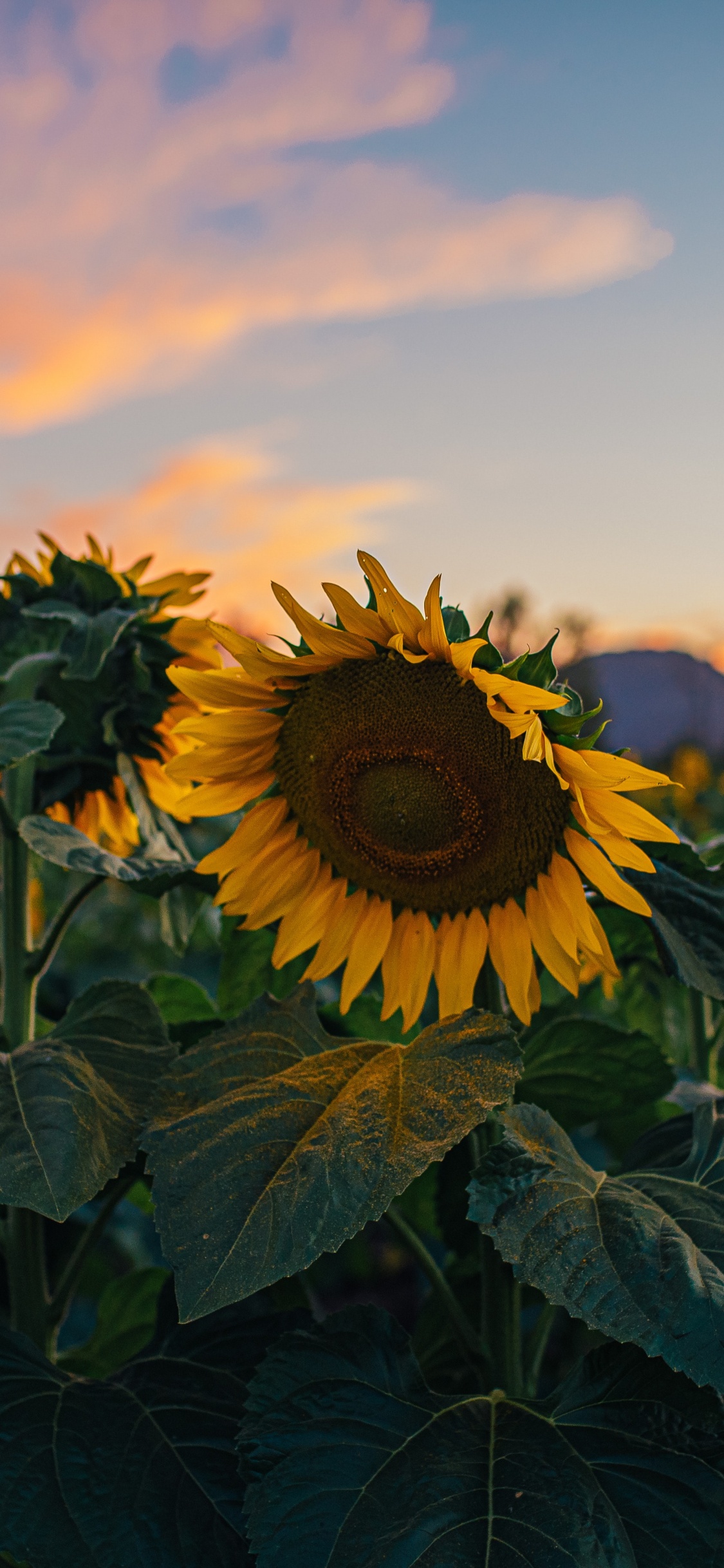 Común de Girasol, Pétalo, Agricultura, Girasol, la Floración de la Planta. Wallpaper in 1125x2436 Resolution