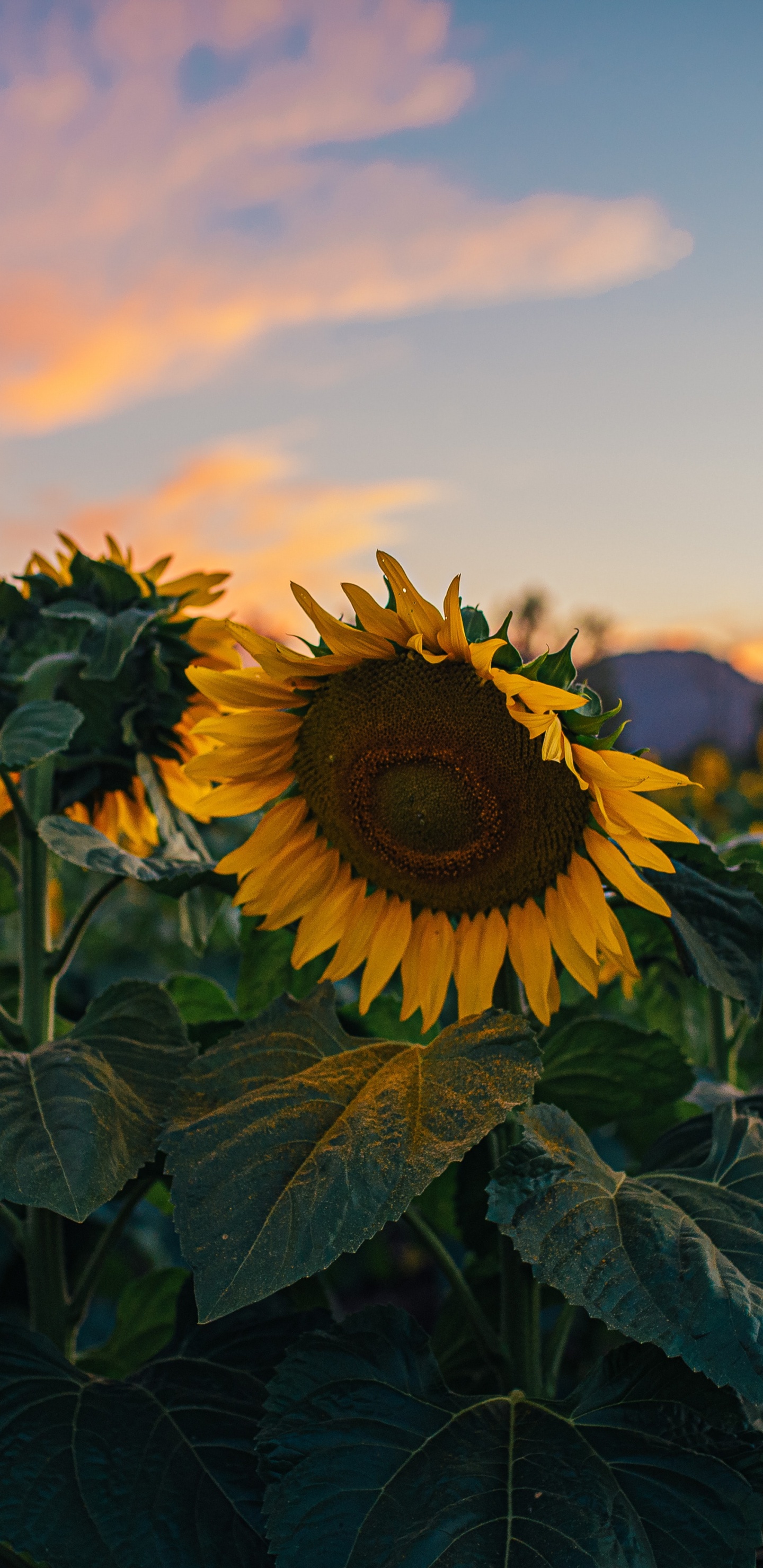 Flower, Sunflowers, Common Sunflower, Plant, Cloud. Wallpaper in 1440x2960 Resolution