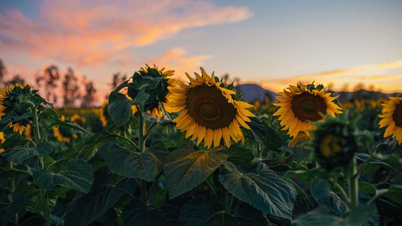 Sunflowers, Gemeinsame Sonnenblume, Cloud, Blütenblatt, Landwirtschaft. Wallpaper in 1280x720 Resolution