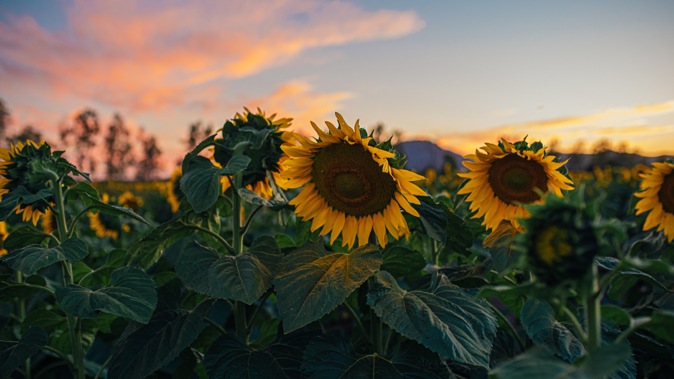 Sunflowers, Gemeinsame Sonnenblume, Cloud, Blütenblatt, Landwirtschaft. Wallpaper in 1366x768 Resolution