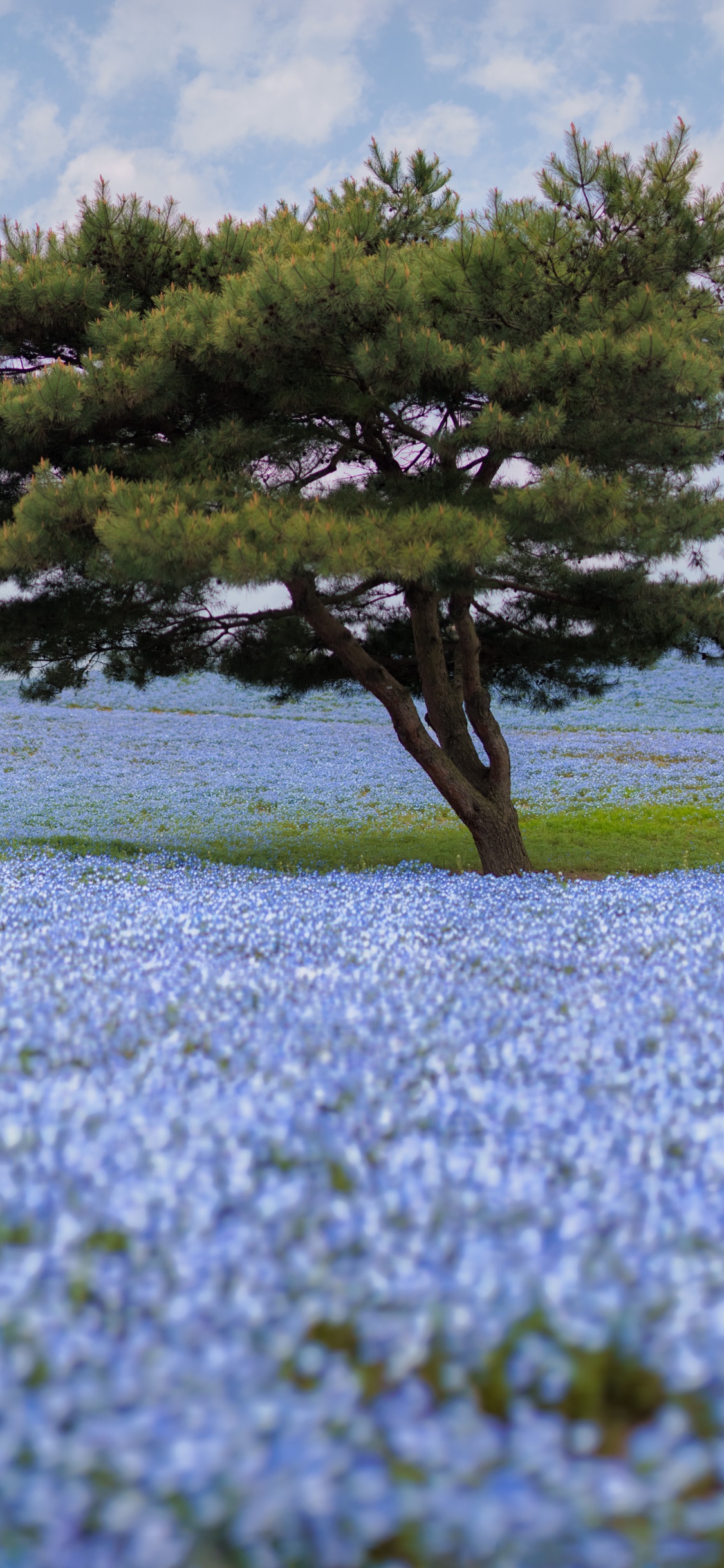 野花, 弹簧, 植被, 生态系统, 水彩画 壁纸 1125x2436 允许