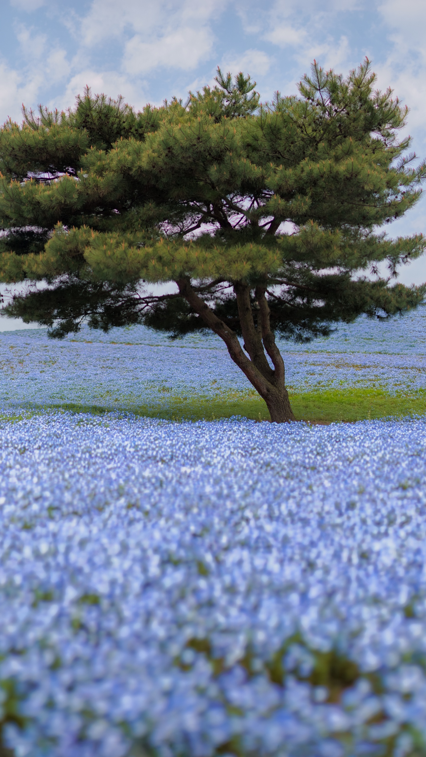 野花, 弹簧, 植被, 生态系统, 水彩画 壁纸 1440x2560 允许