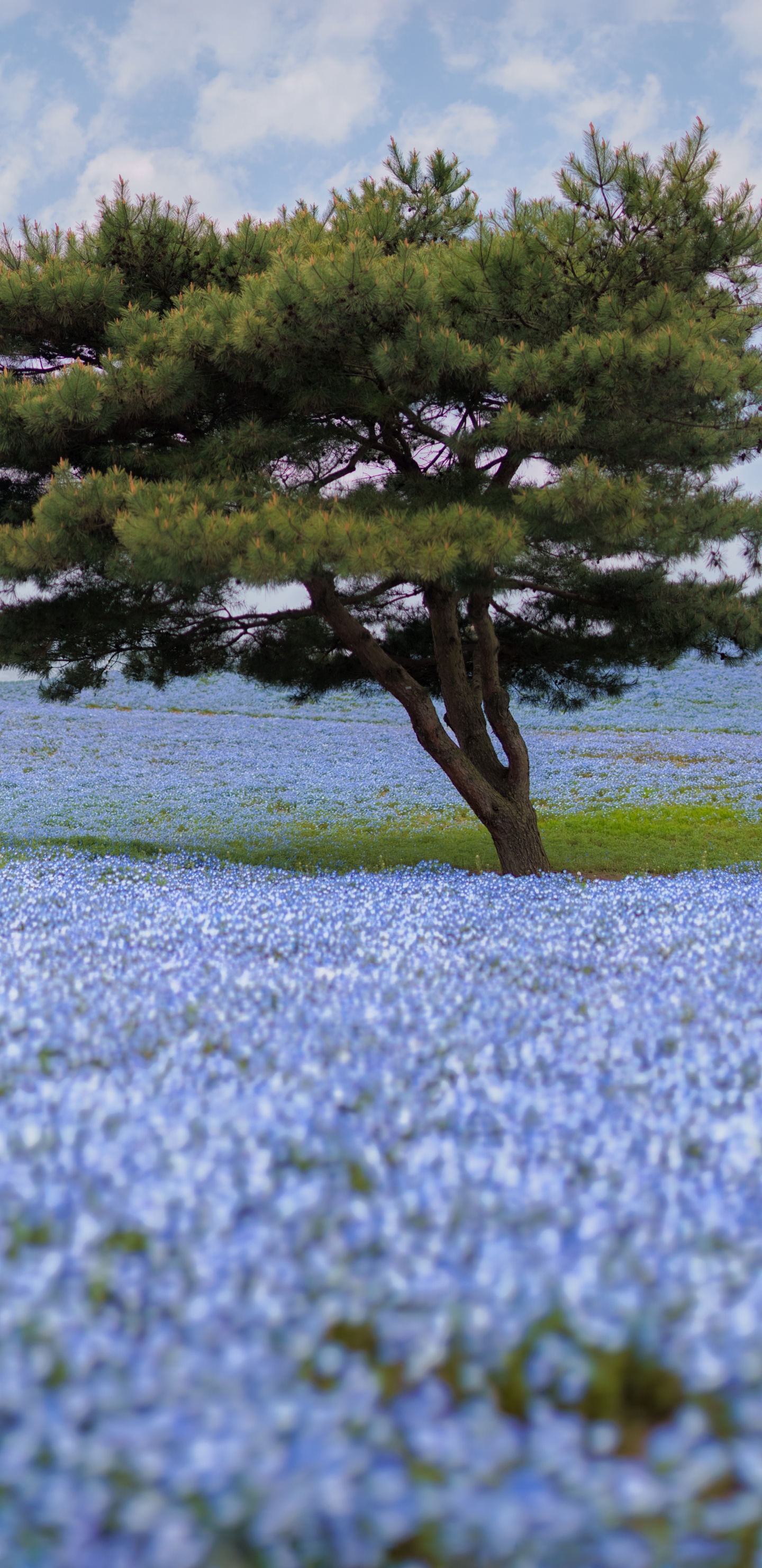 野花, 弹簧, 植被, 生态系统, 水彩画 壁纸 1440x2960 允许