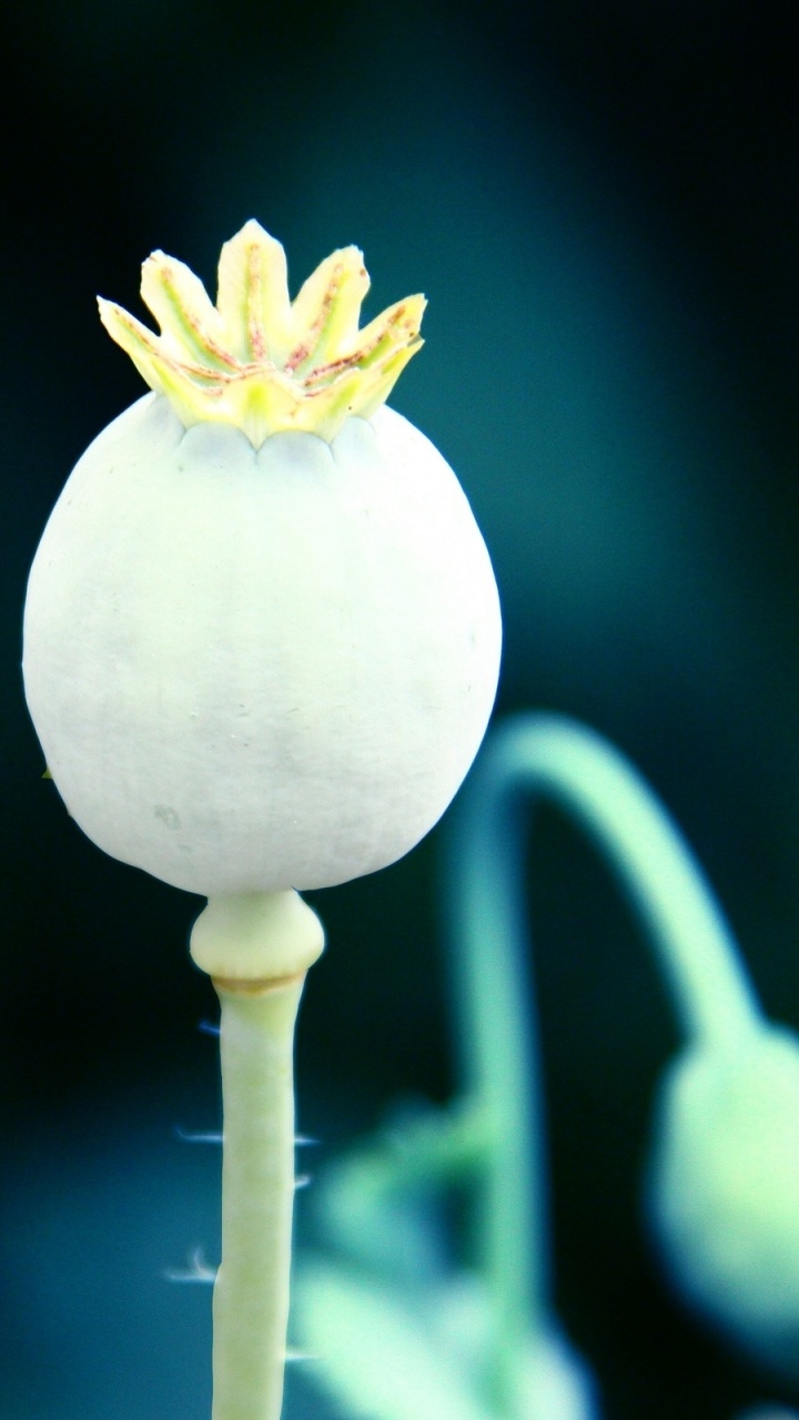 Bouton Floral Blanc et Jaune en Photographie Rapprochée. Wallpaper in 720x1280 Resolution