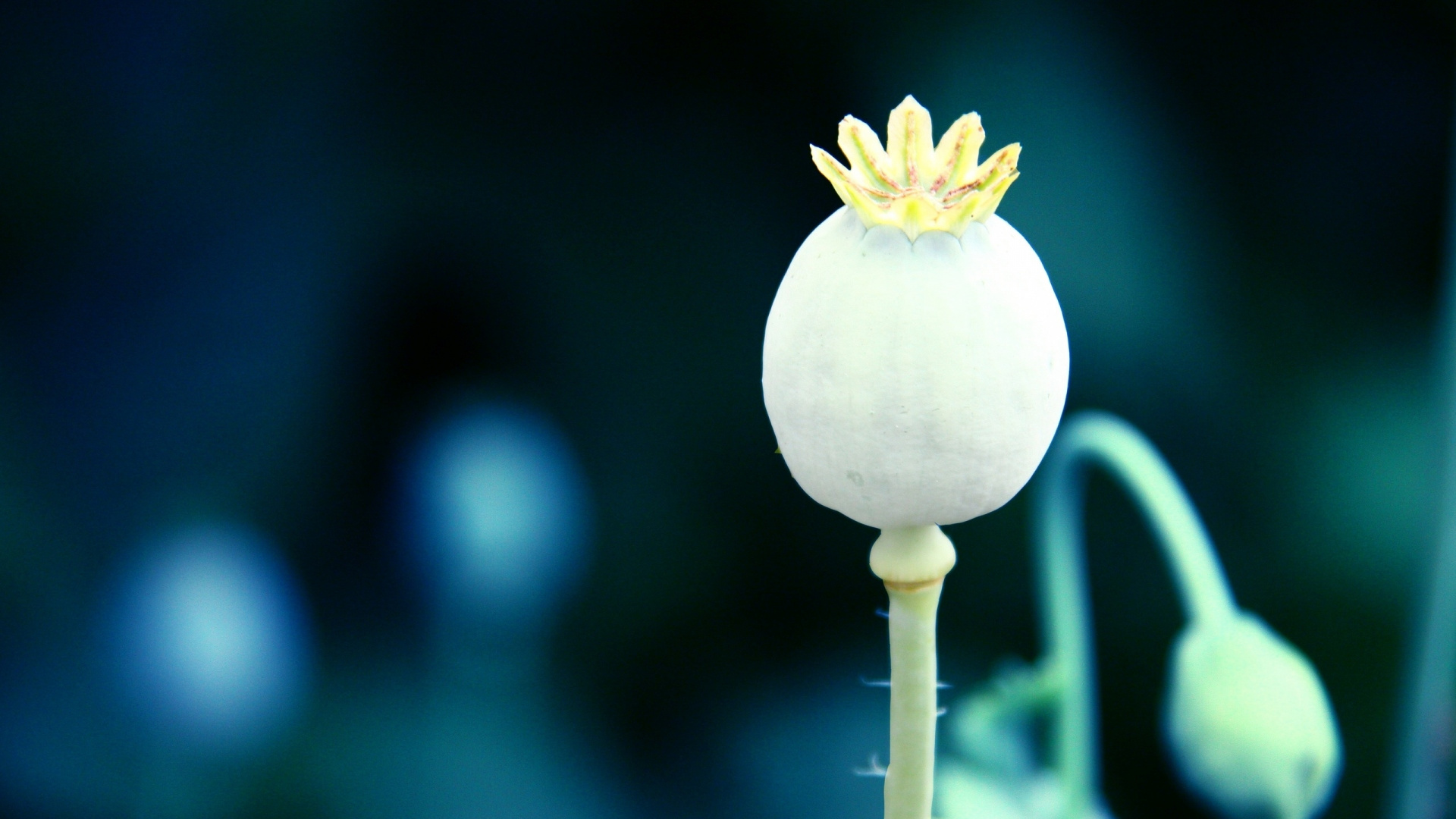 Capullo de Flor Blanca y Amarilla en Fotografía de Cerca. Wallpaper in 1920x1080 Resolution
