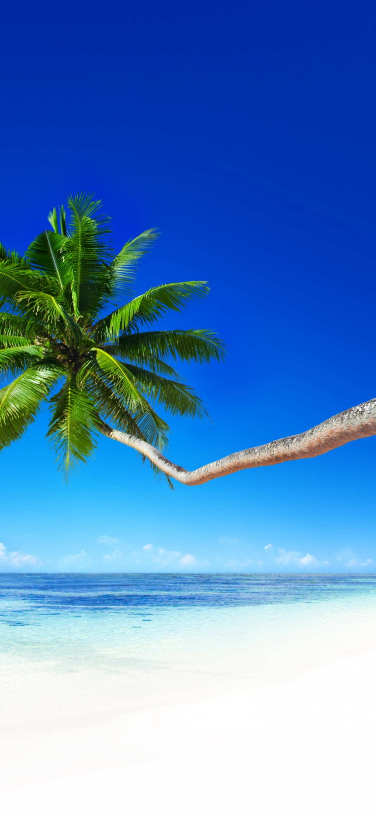 Palmera Verde en la Playa Durante el Día. Wallpaper in 1242x2688 Resolution