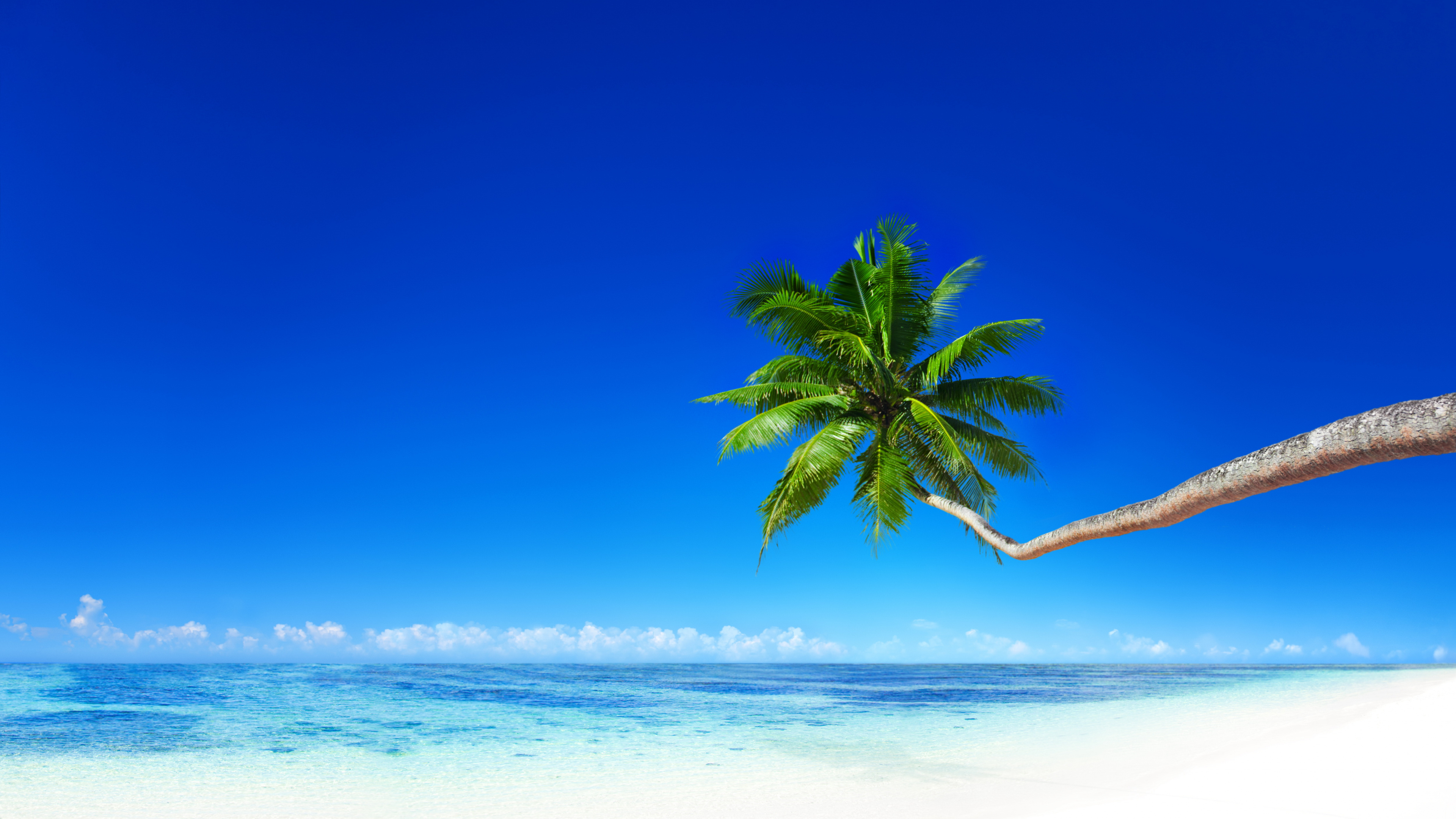 Palmera Verde en la Playa Durante el Día. Wallpaper in 3840x2160 Resolution