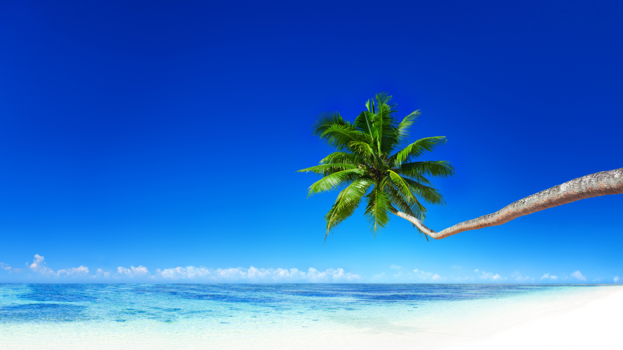 Palmier Vert Sur la Plage Pendant la Journée. Wallpaper in 1280x720 Resolution