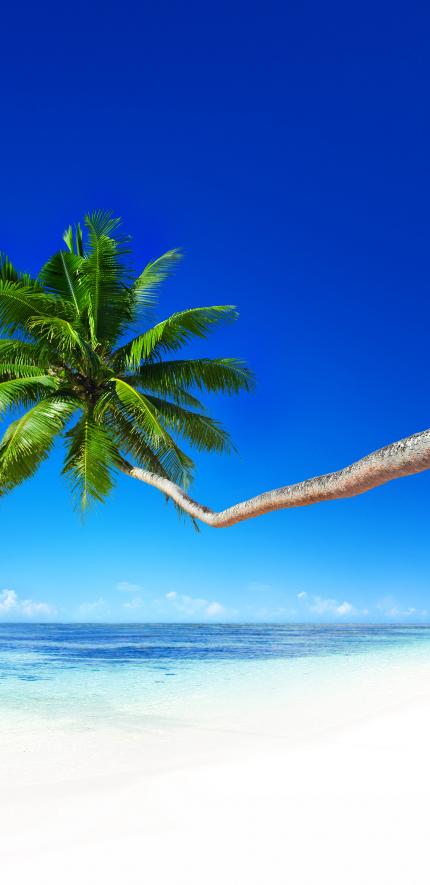 Palmier Vert Sur la Plage Pendant la Journée. Wallpaper in 1440x2960 Resolution