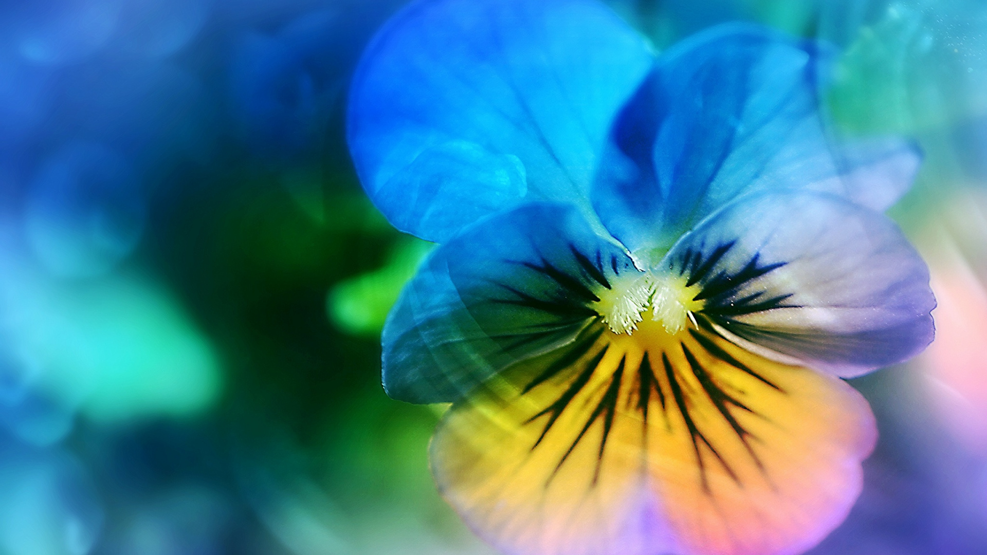 Blaue 5-blättrige Blume in Nahaufnahme Close. Wallpaper in 1920x1080 Resolution