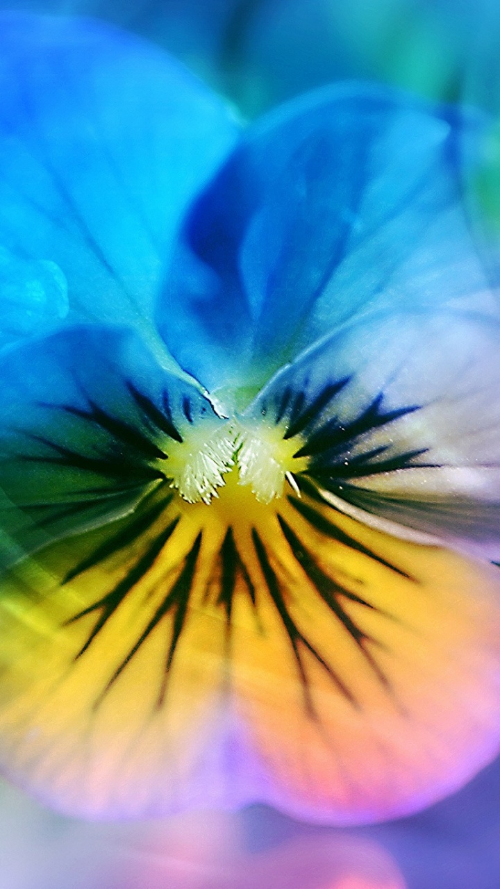 Fleur Bleue à 5 Pétales en Photographie Rapprochée. Wallpaper in 720x1280 Resolution