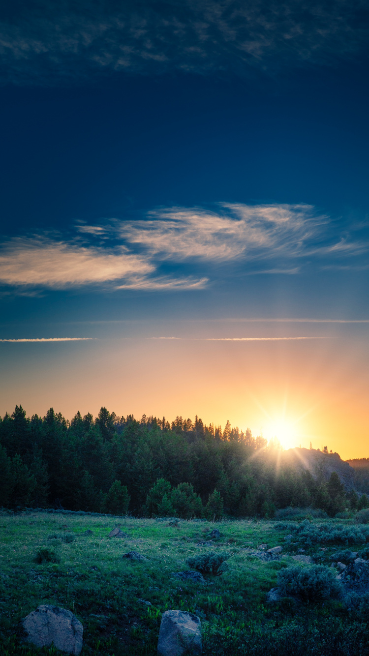 Sunrise, Cloud, Atmosphere, Plant, Blue. Wallpaper in 750x1334 Resolution