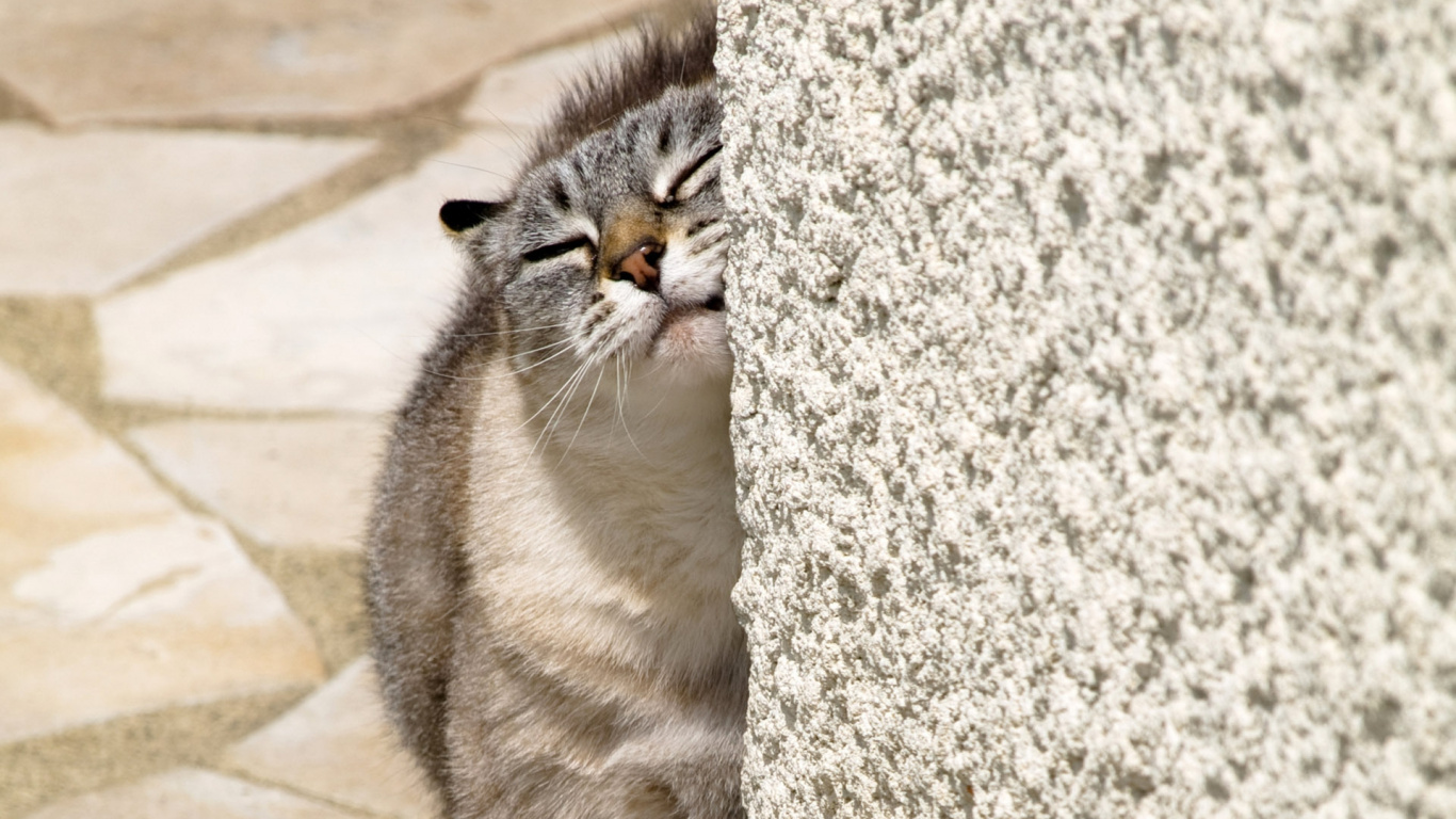Braun Getigerte Katze Auf Grauer Betonwand. Wallpaper in 1366x768 Resolution