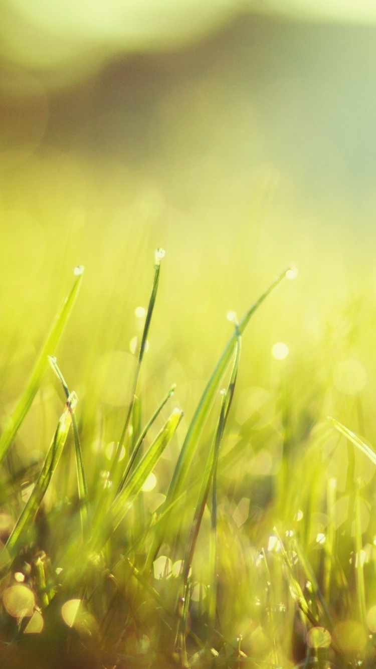 Herbe Verte en Photographie Rapprochée. Wallpaper in 750x1334 Resolution