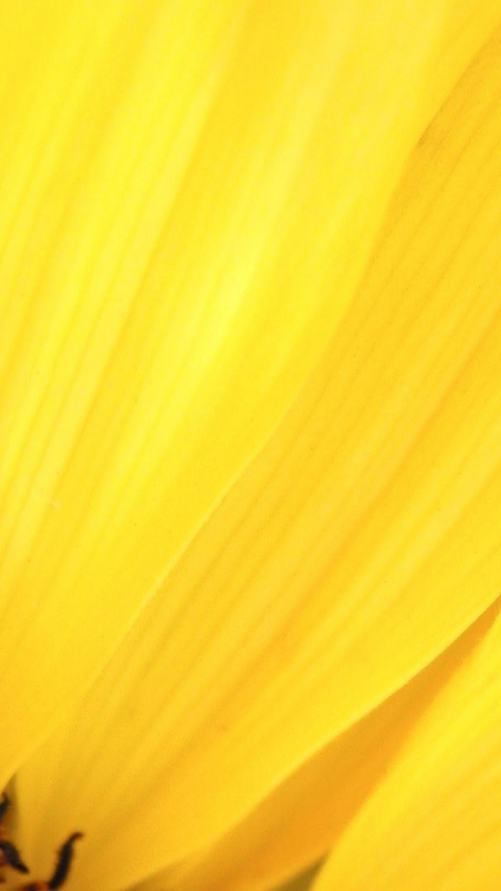 Flor Amarilla en Lente Macro. Wallpaper in 720x1280 Resolution