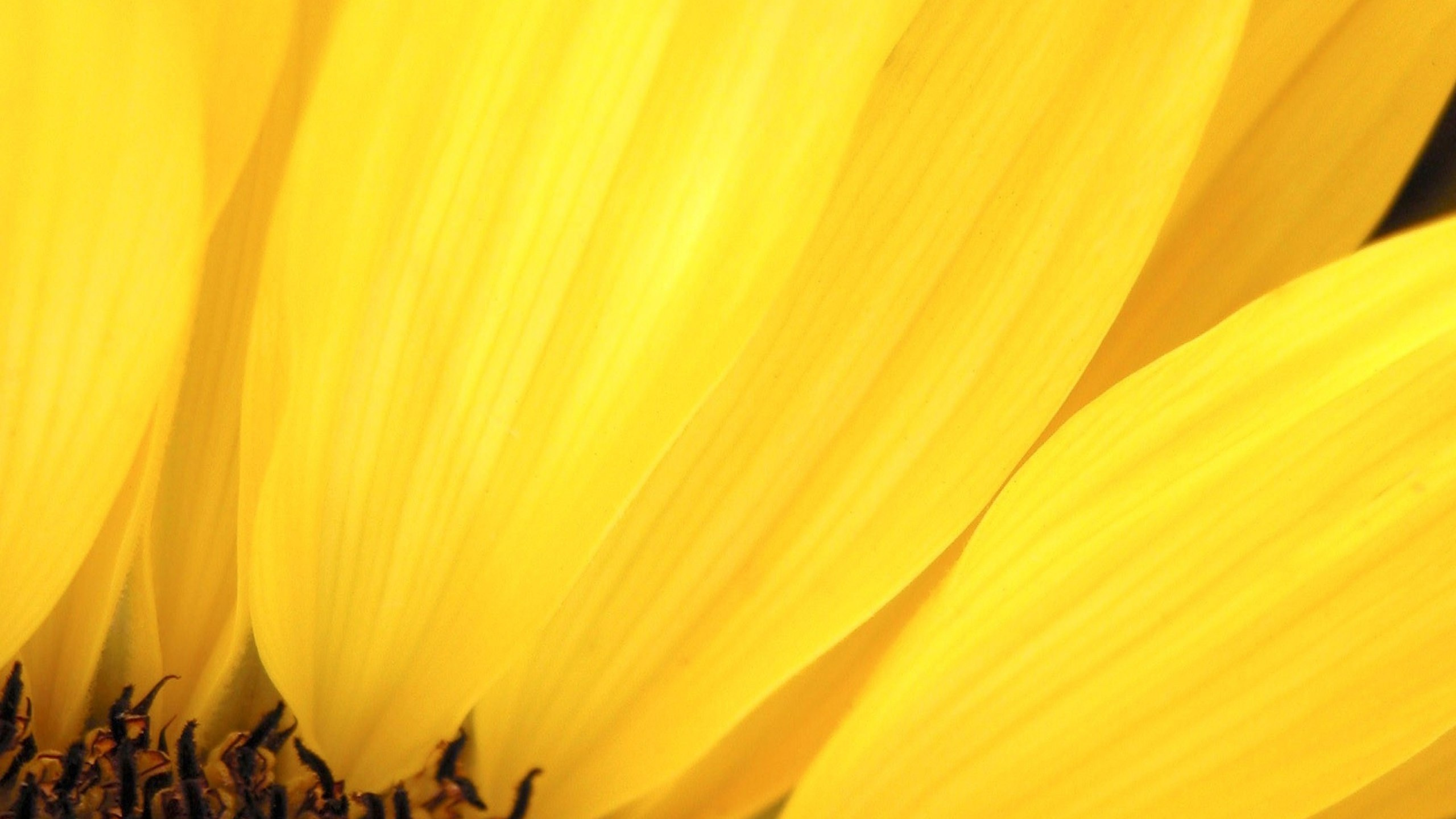 Gelbe Blume in Makrolinse. Wallpaper in 2560x1440 Resolution