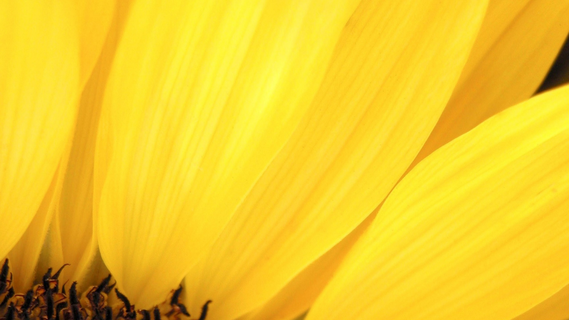 Fleur Jaune en Objectif Macro. Wallpaper in 1920x1080 Resolution