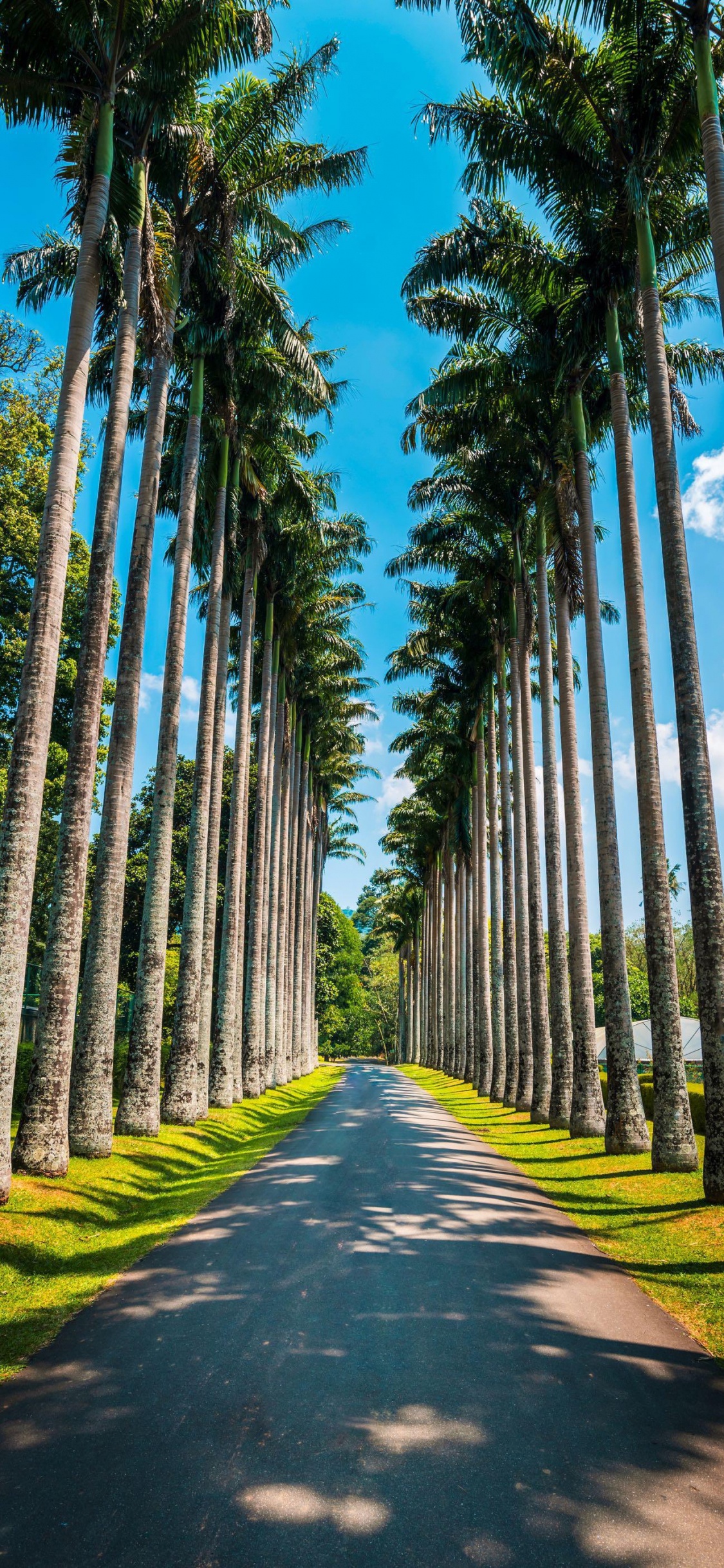 Jardines Botánicos Reales, Palmera, Ilustración, Luz, la Botánica. Wallpaper in 1125x2436 Resolution