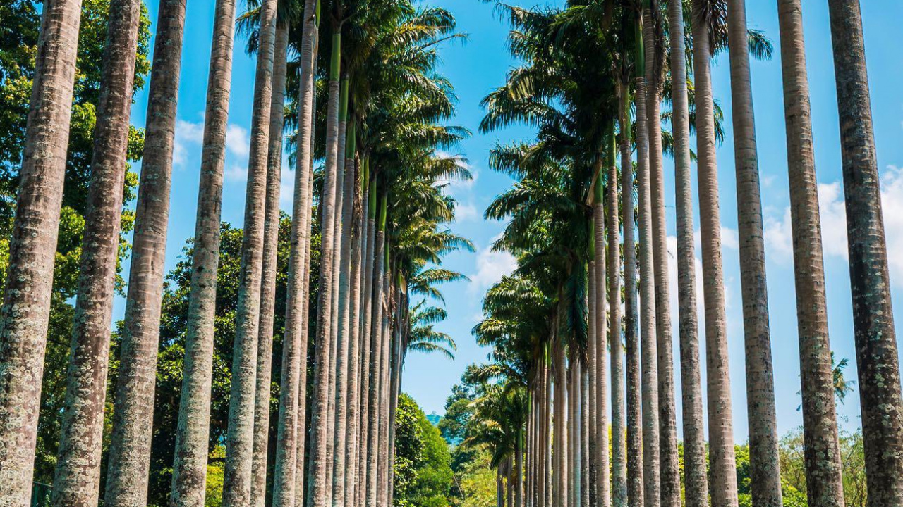 Jardines Botánicos Reales, Palmera, Ilustración, Luz, la Botánica. Wallpaper in 1280x720 Resolution