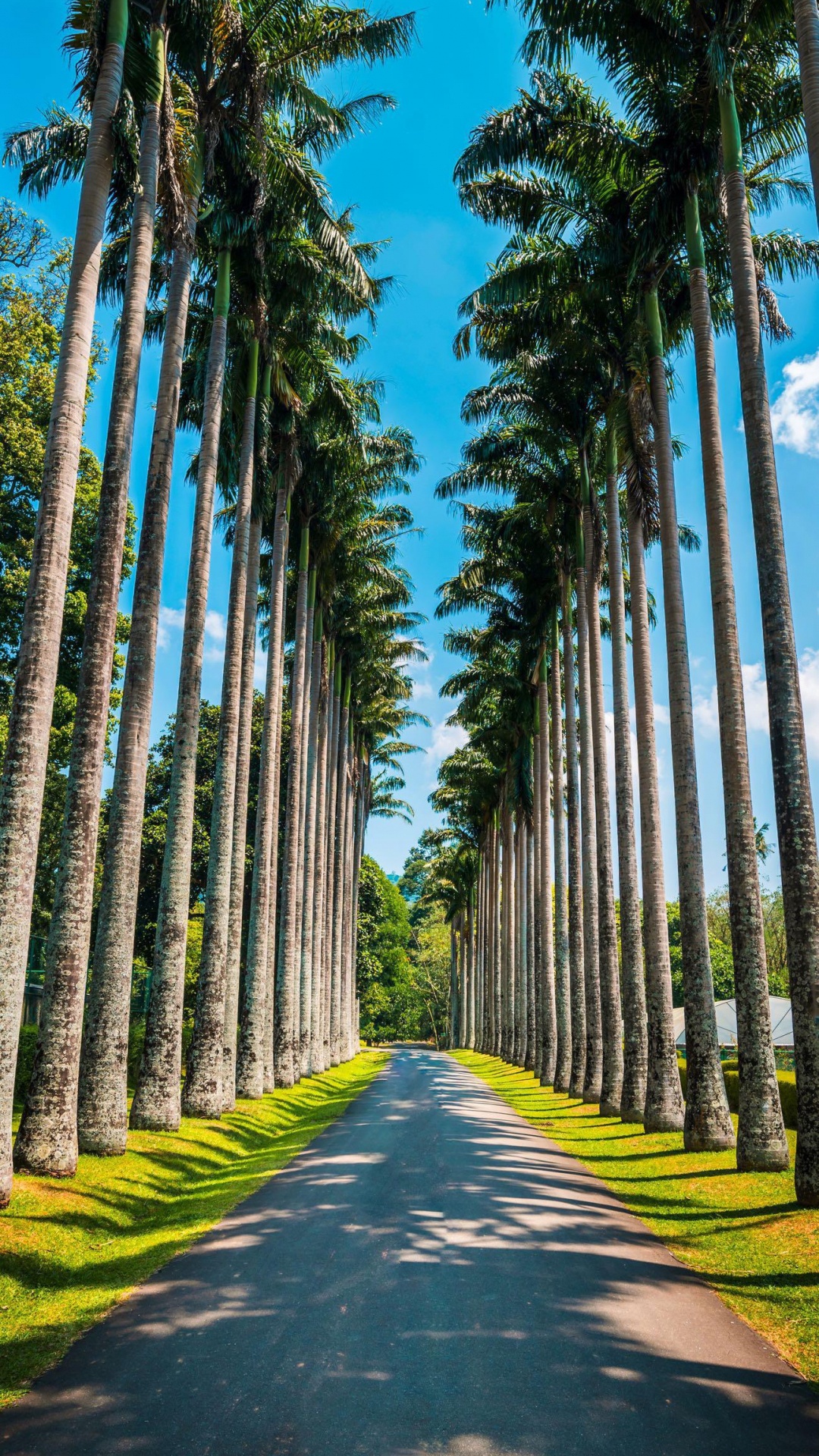 Royal Botanic Gardens, Palm Trees, Illustration, Plant, Daytime. Wallpaper in 1080x1920 Resolution