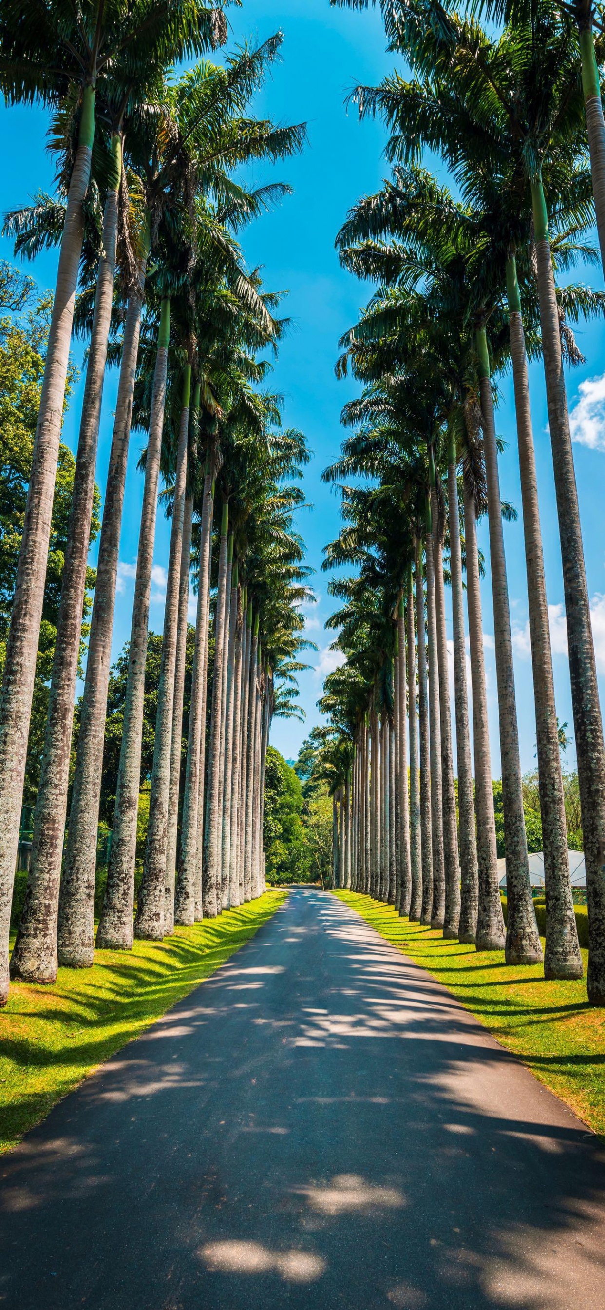 Royal Botanic Gardens, Palm Trees, Illustration, Plant, Daytime. Wallpaper in 1242x2688 Resolution