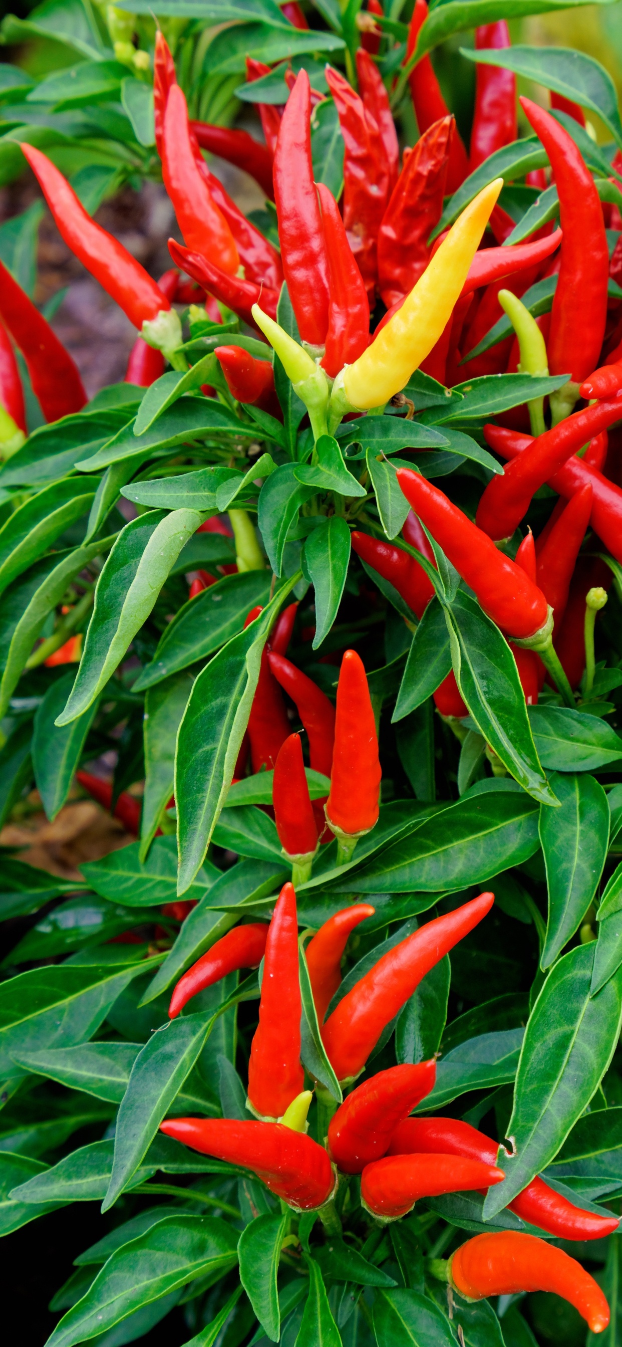 Piment, Garden, Jardinage, Potager, Légume Piment. Wallpaper in 1242x2688 Resolution